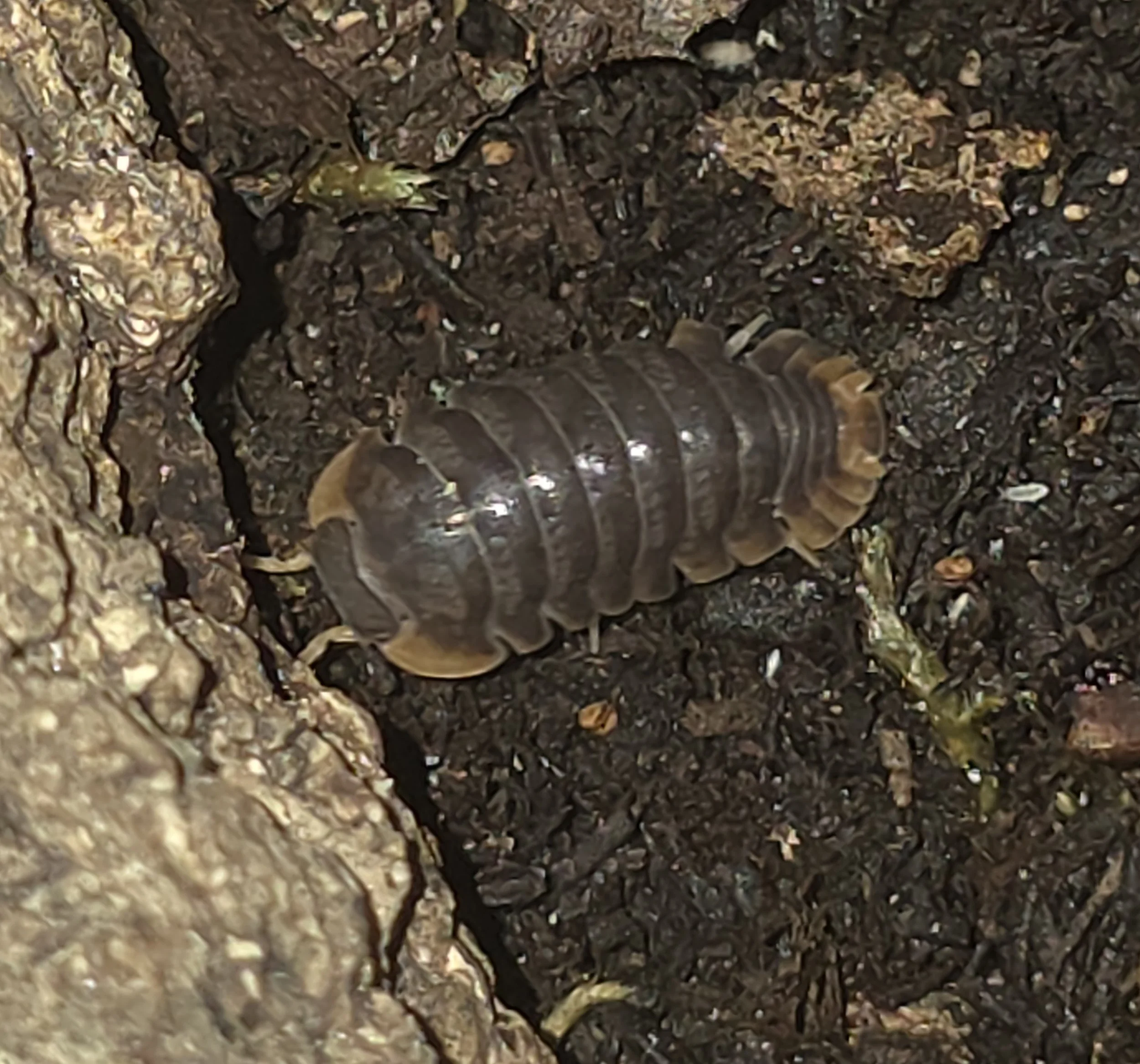 Cubaris Sp. Miyako
