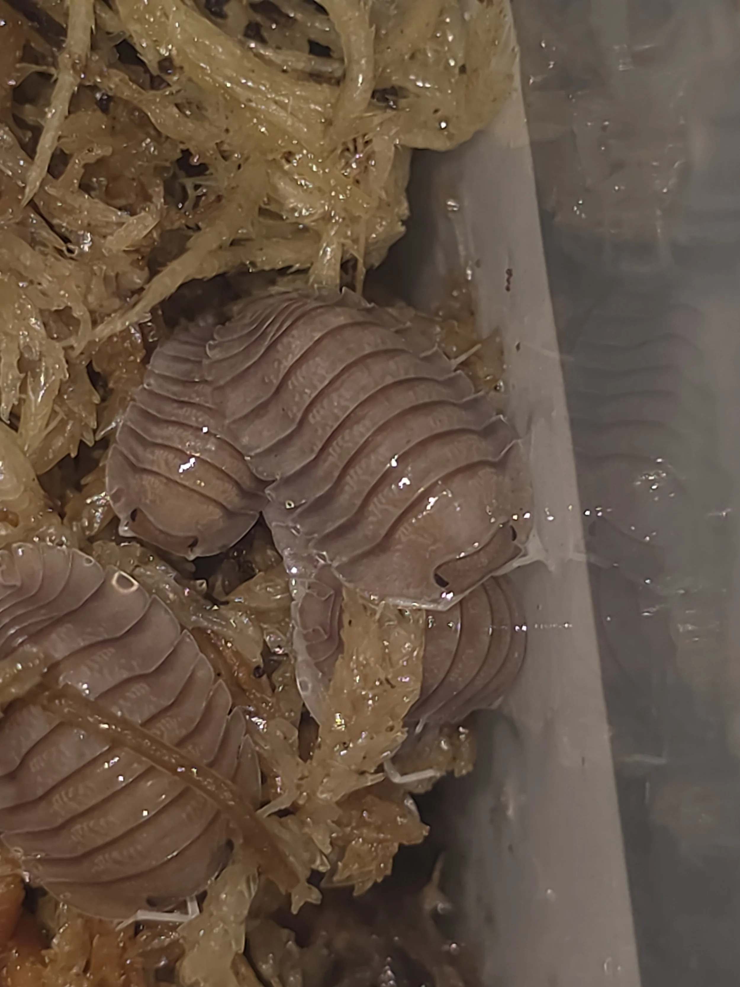 Soil 1.jpg