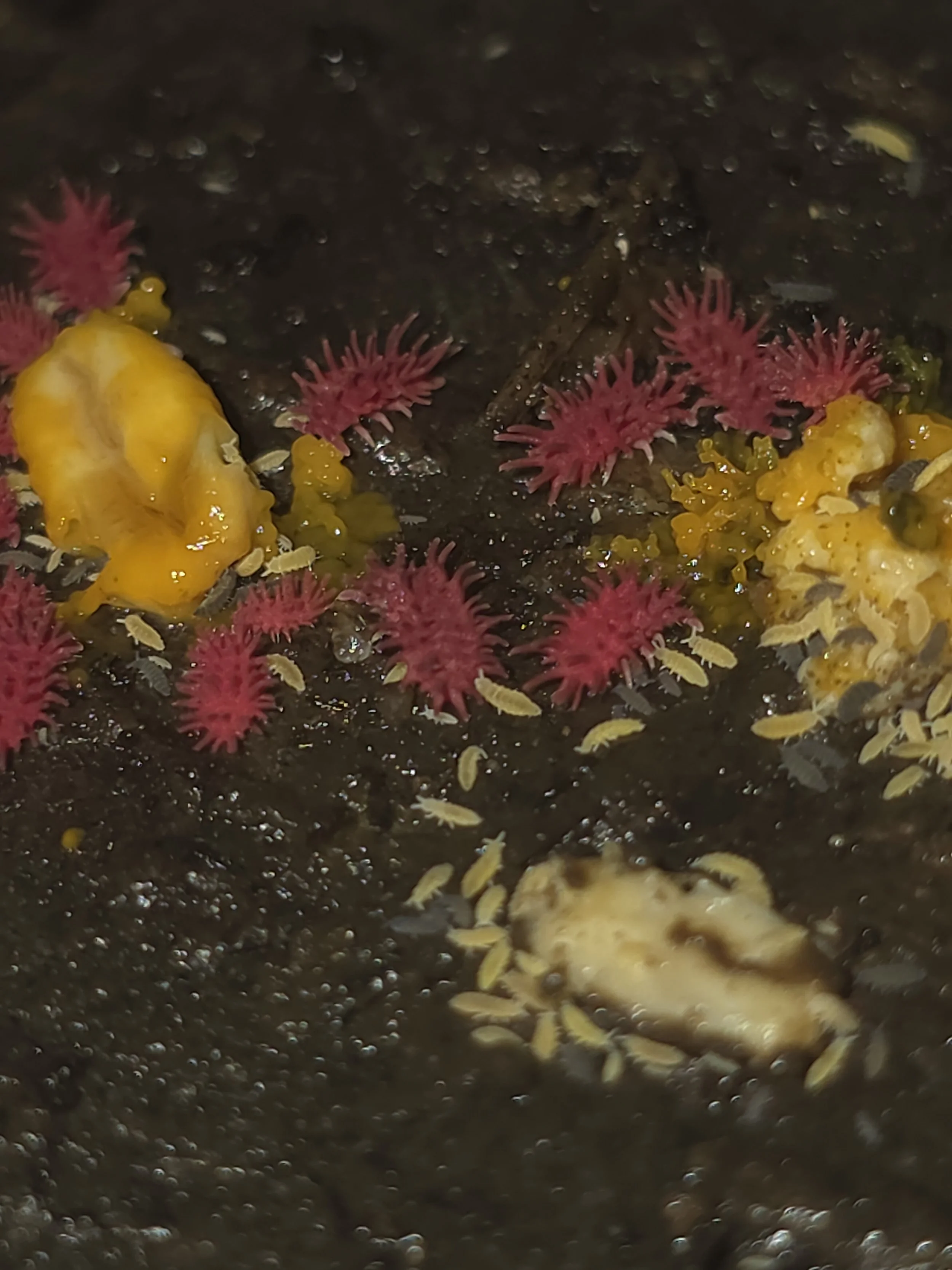 Rambutan 3.jpg