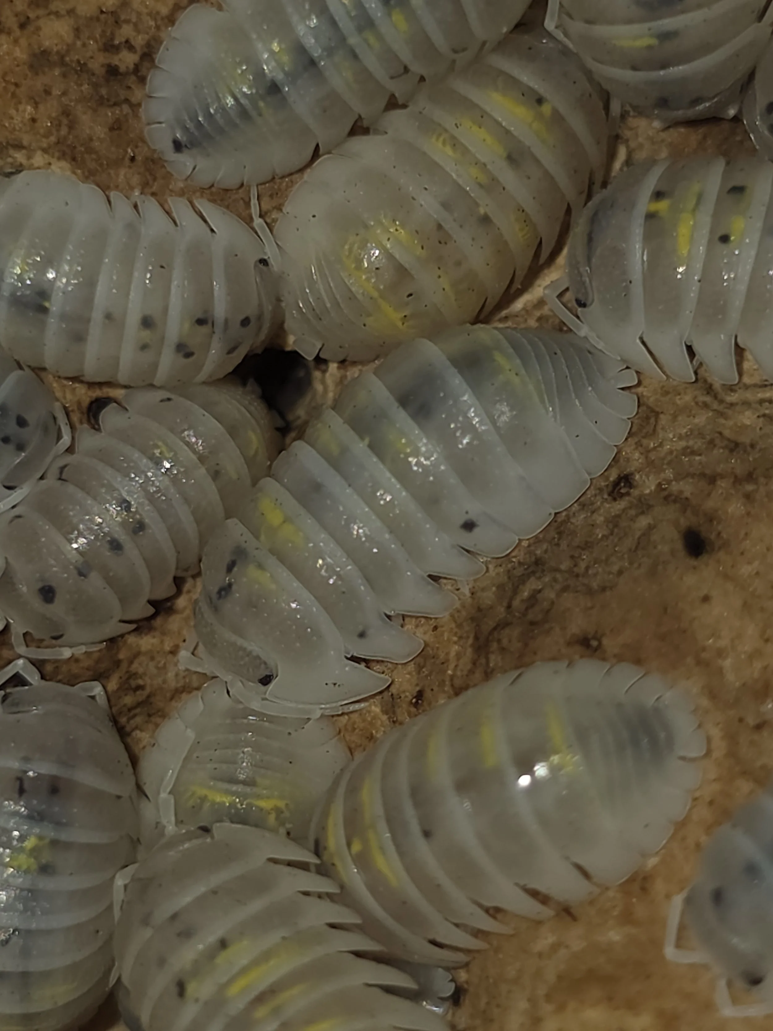 Armadillidium Granulatum Magic Potion