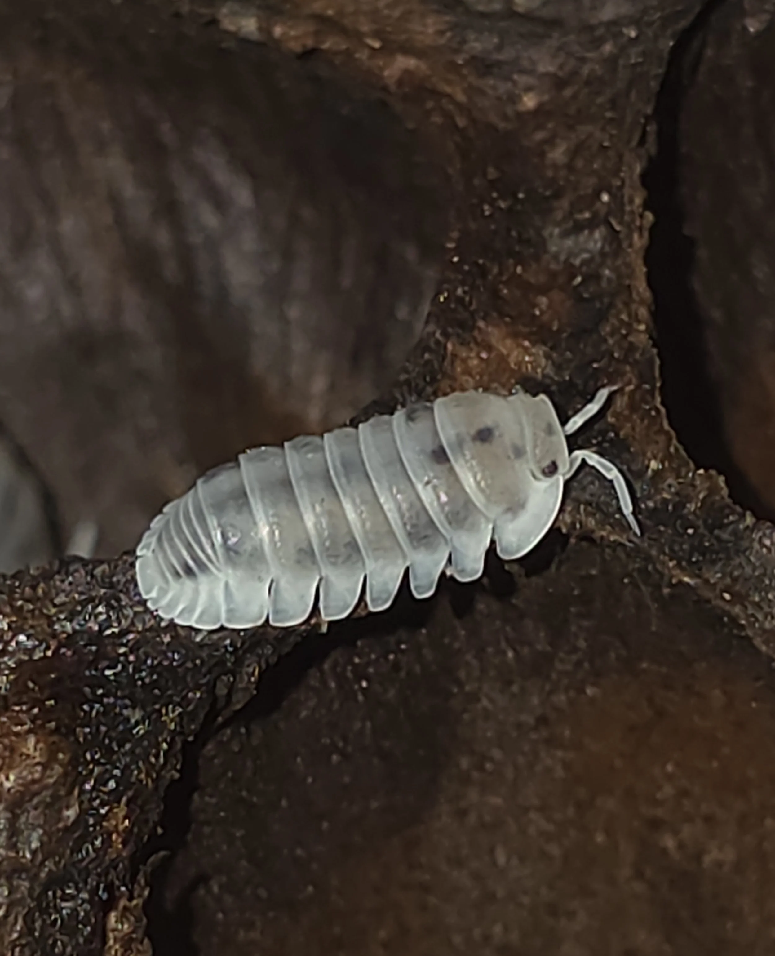 Cubaris Murina Pearl
