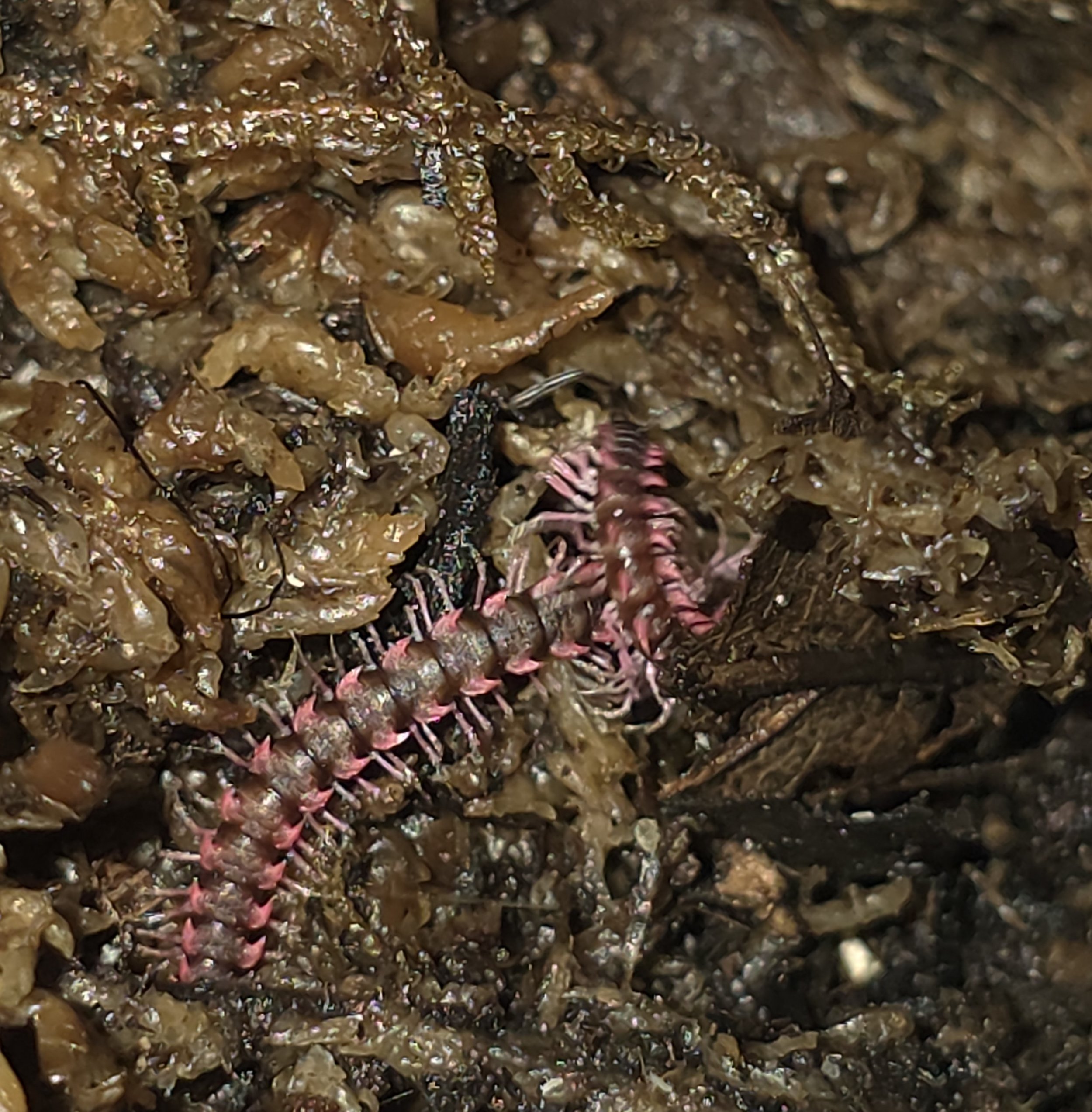 Pink Dragon 4.jpg