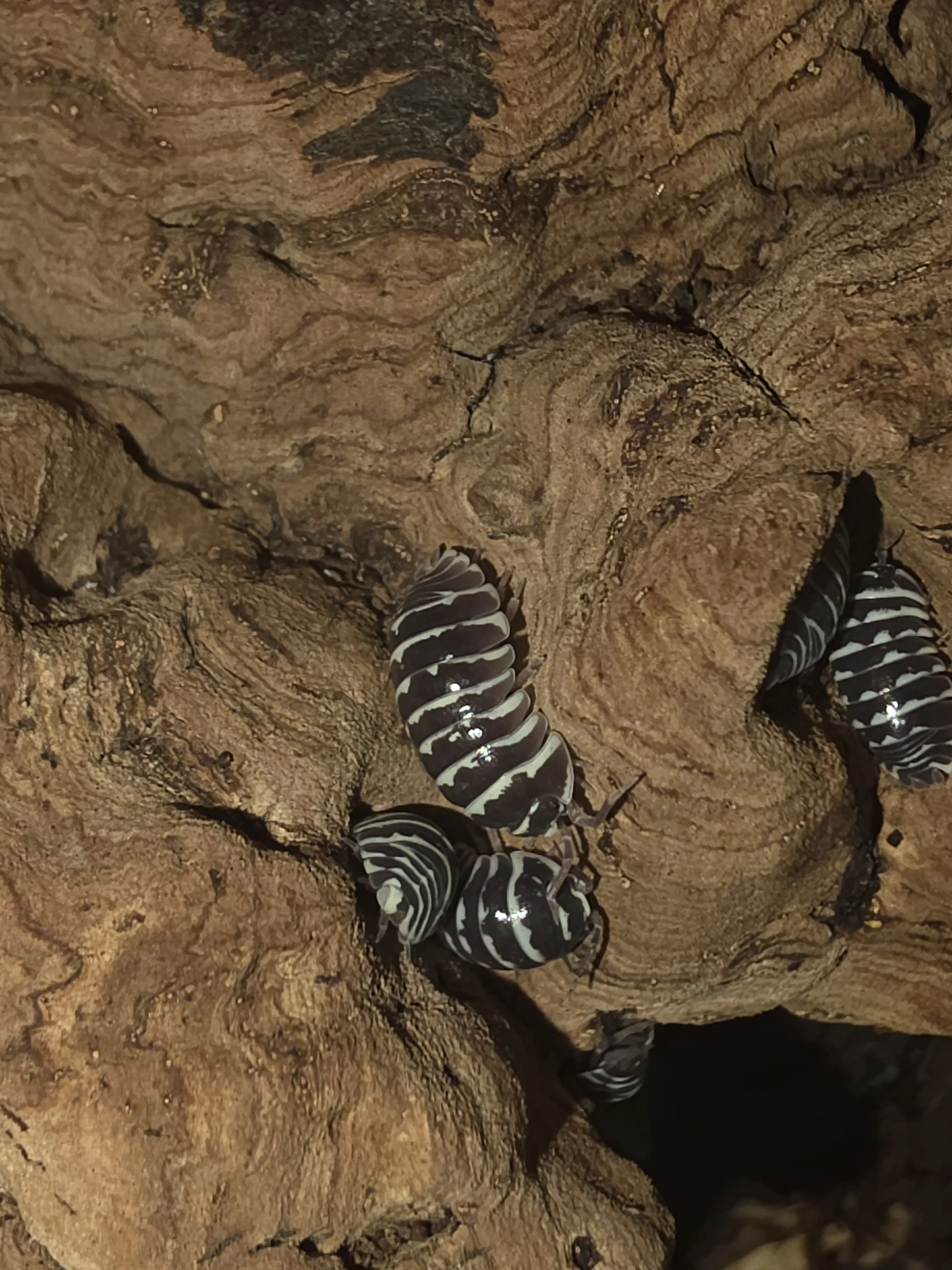 zebra 5.jpg