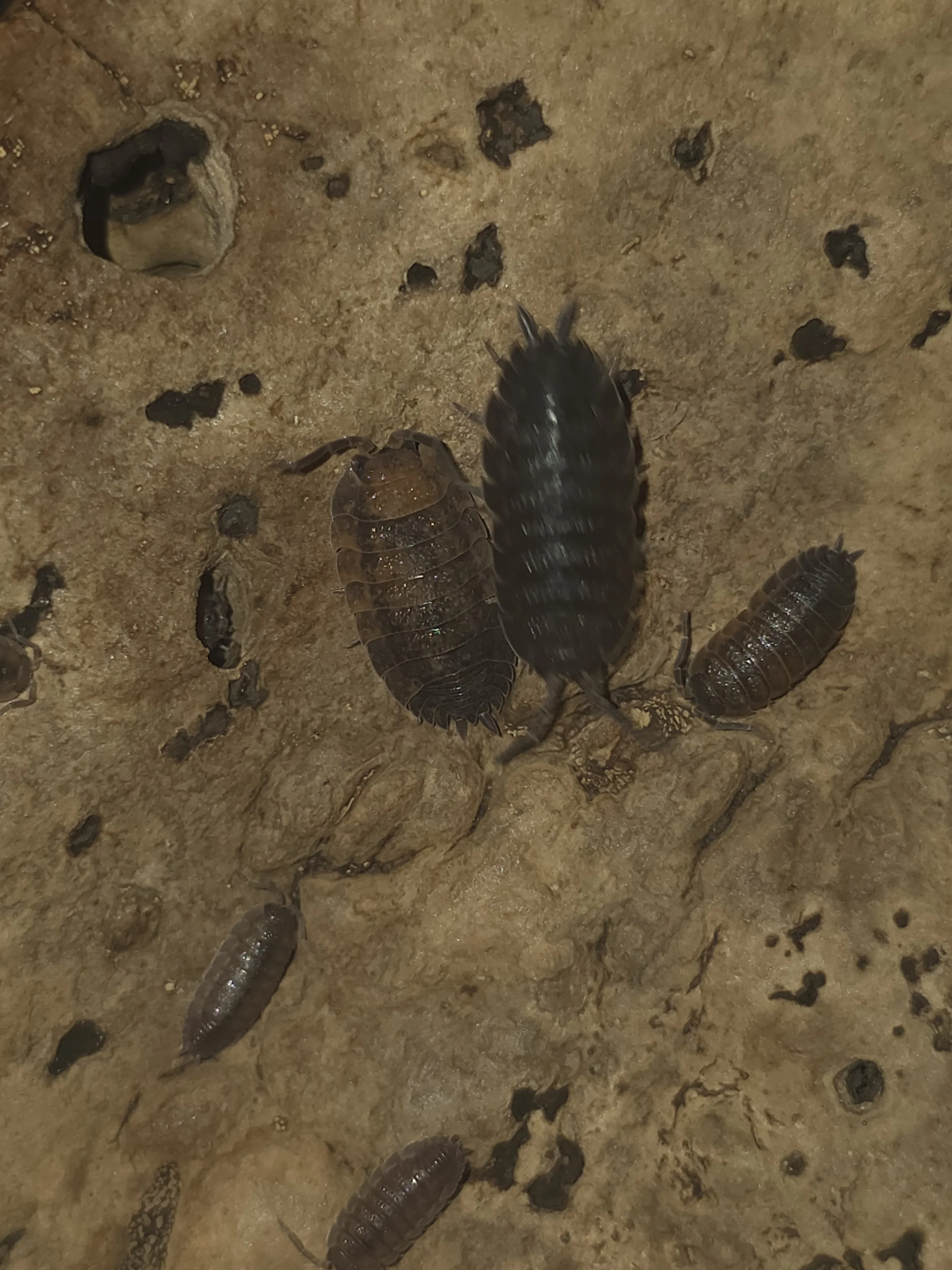Porcellio Scaber Lava
