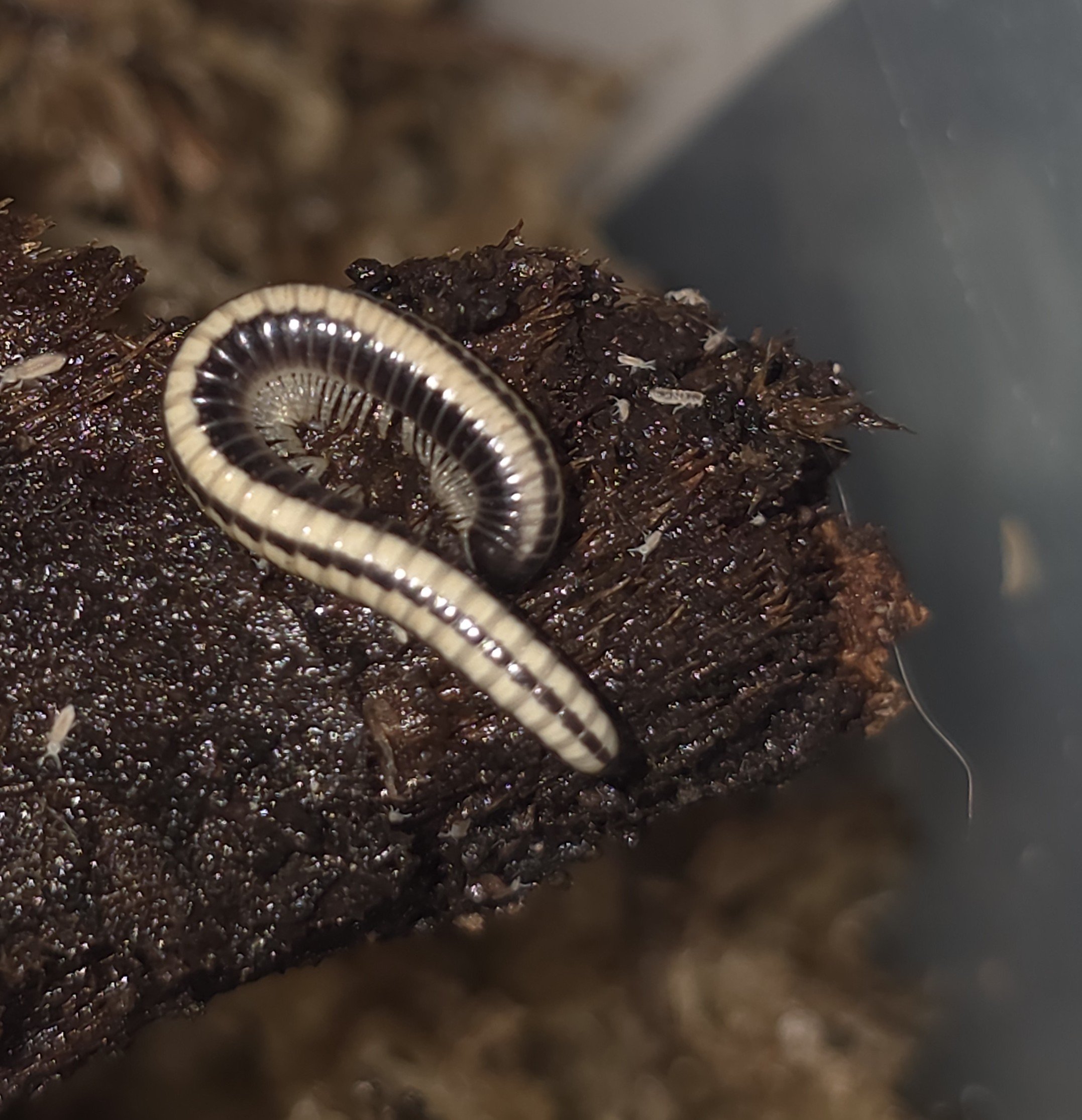 Spirobolellus Sp Maui