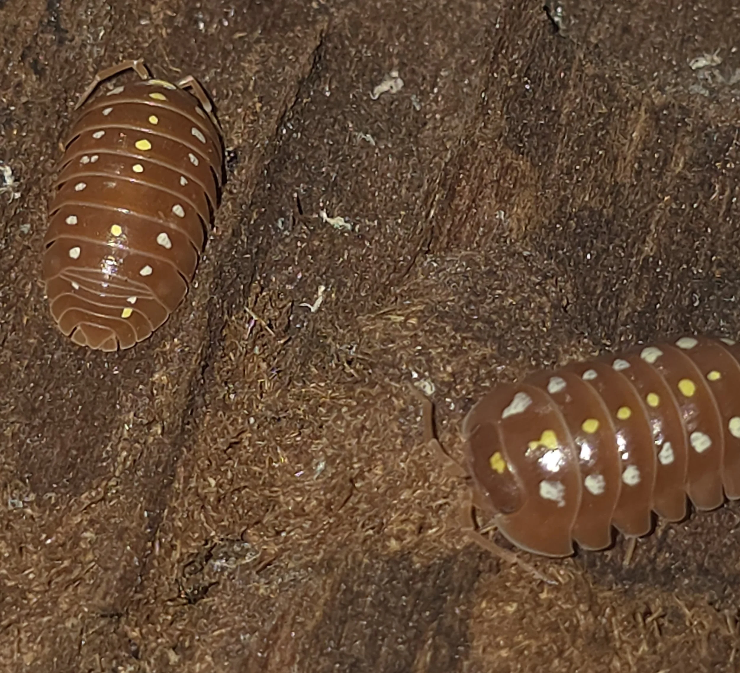 Armadillidium Klugii Orange Montenegro Clowns