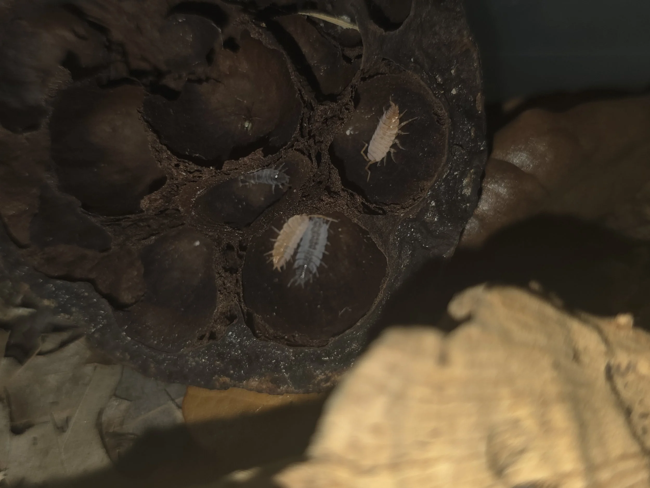 Porcellionides Pruinosus Powder Mix