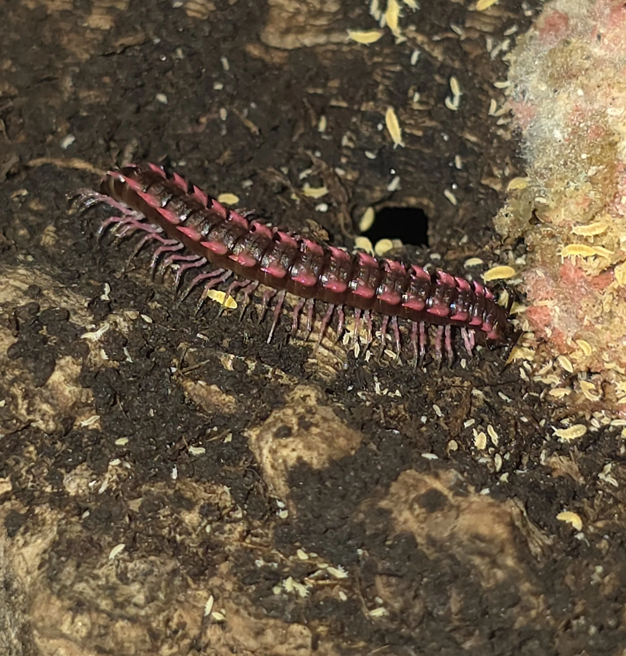 Desmoxytes Purpurosea Pink Dragon