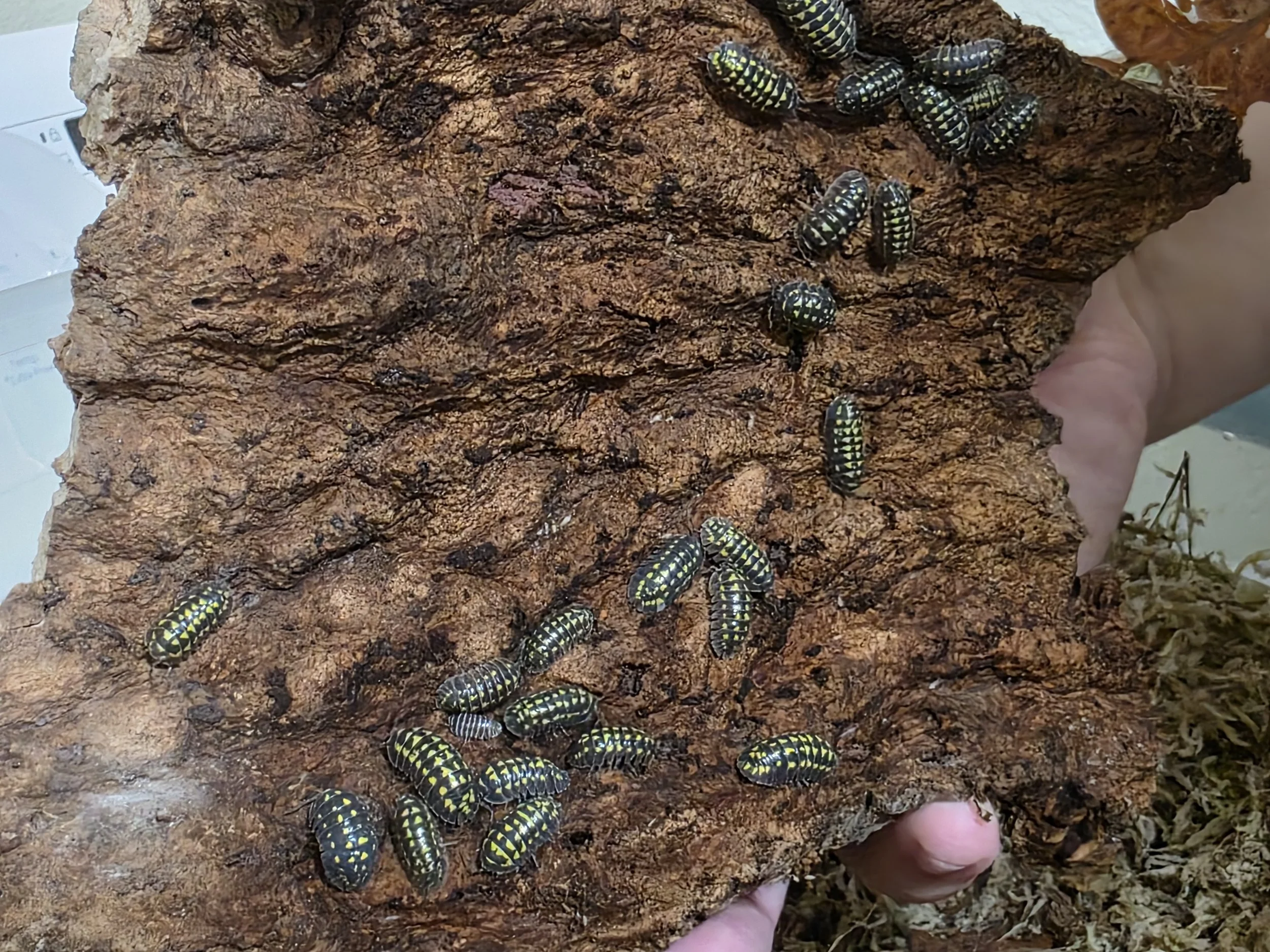 Armadillidium Gestroi