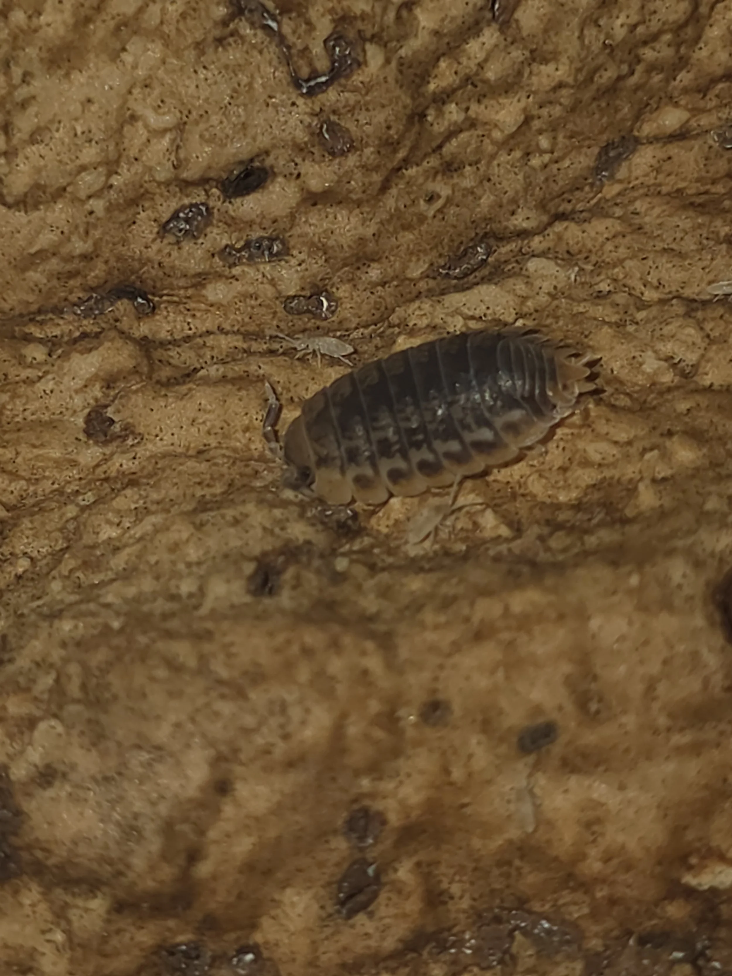 Agabiformius Lentus Pumpkin Spice