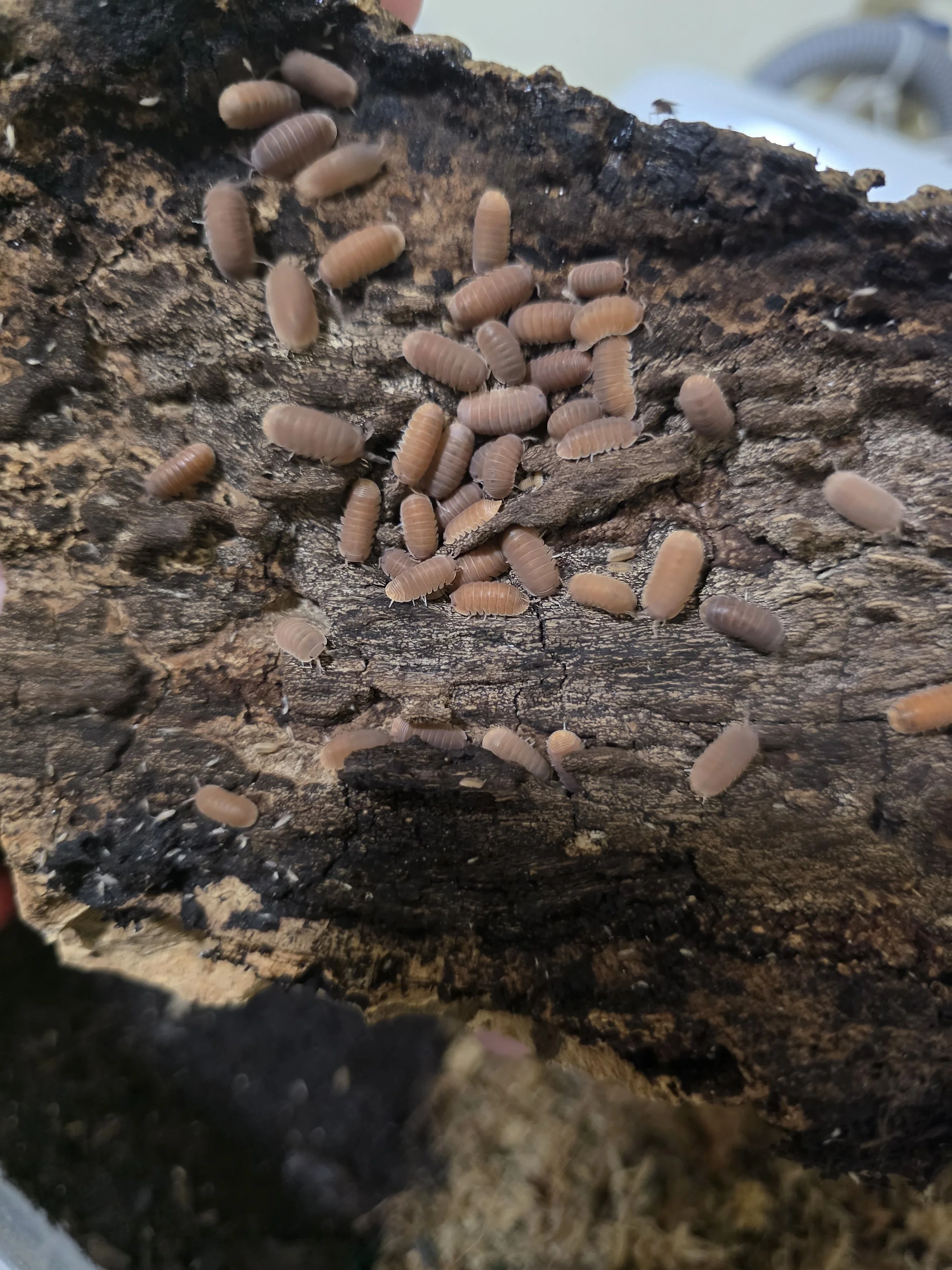 mamey.jpg