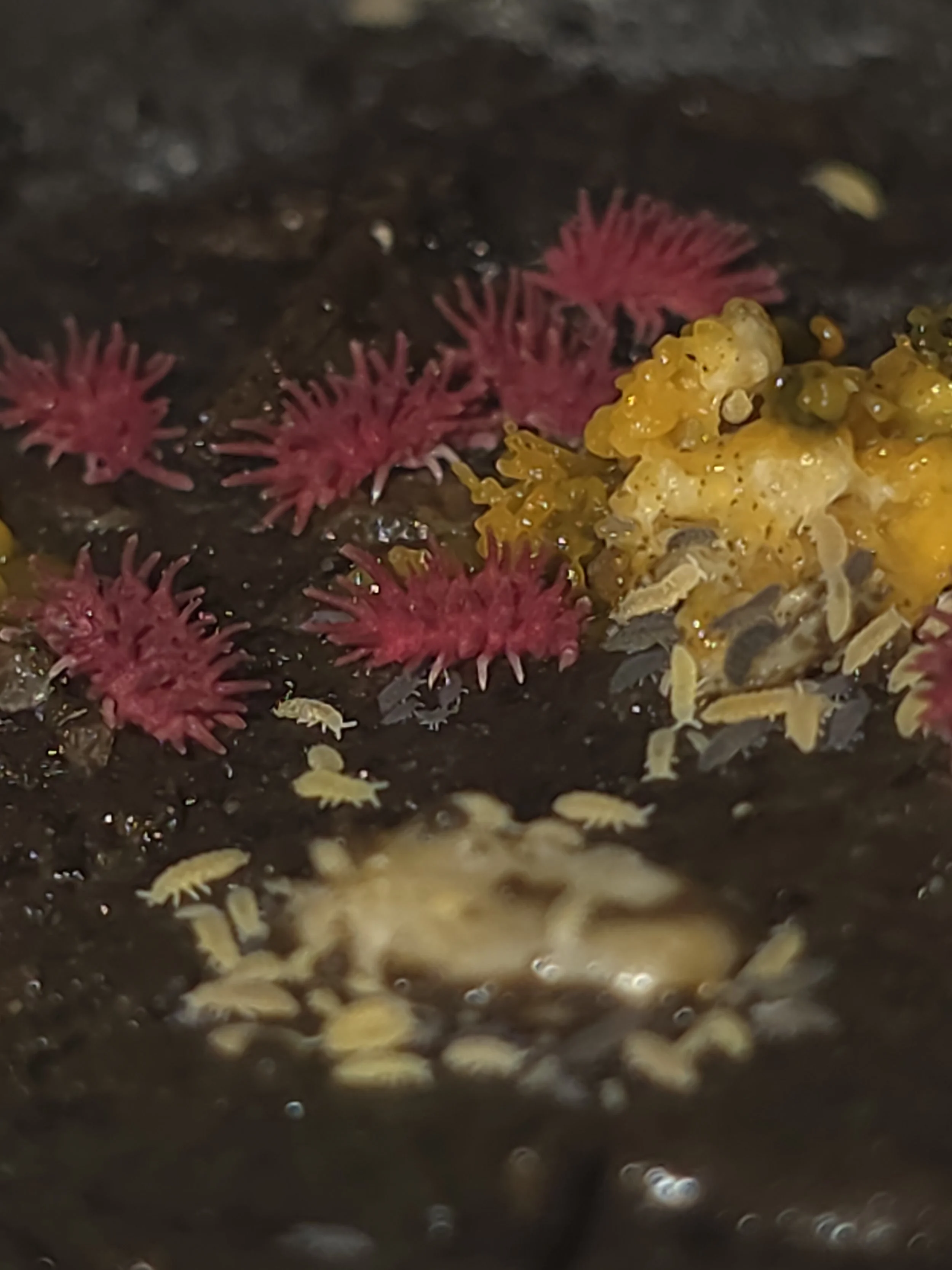 Rambutan 1 .jpg