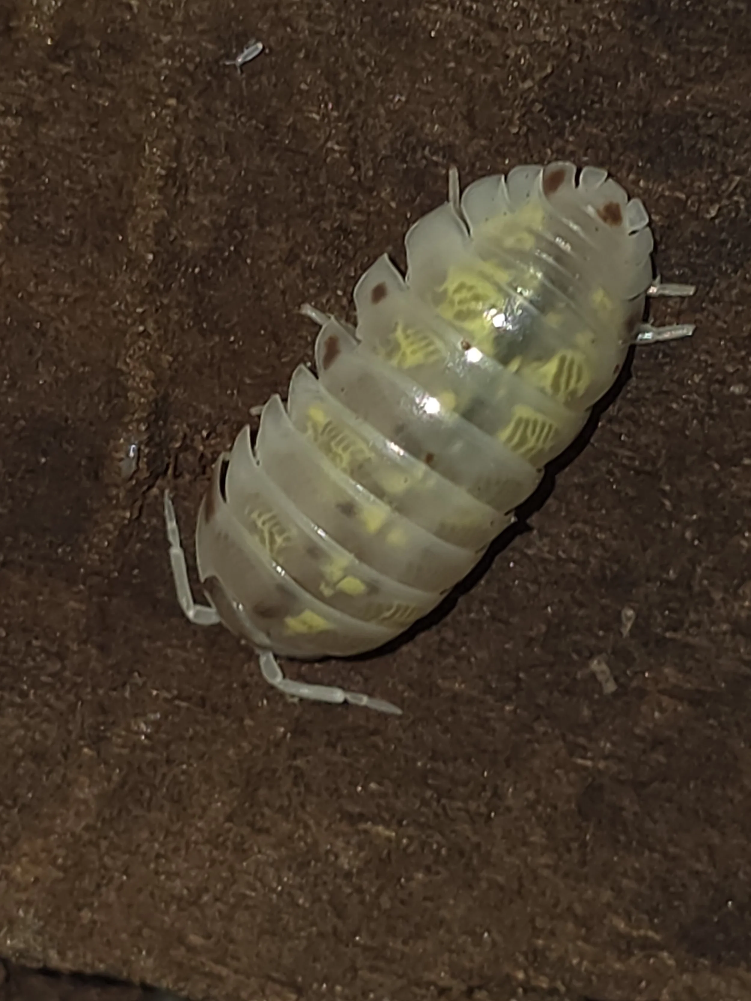 Armadillidium Vulgare Orange Dalmatian