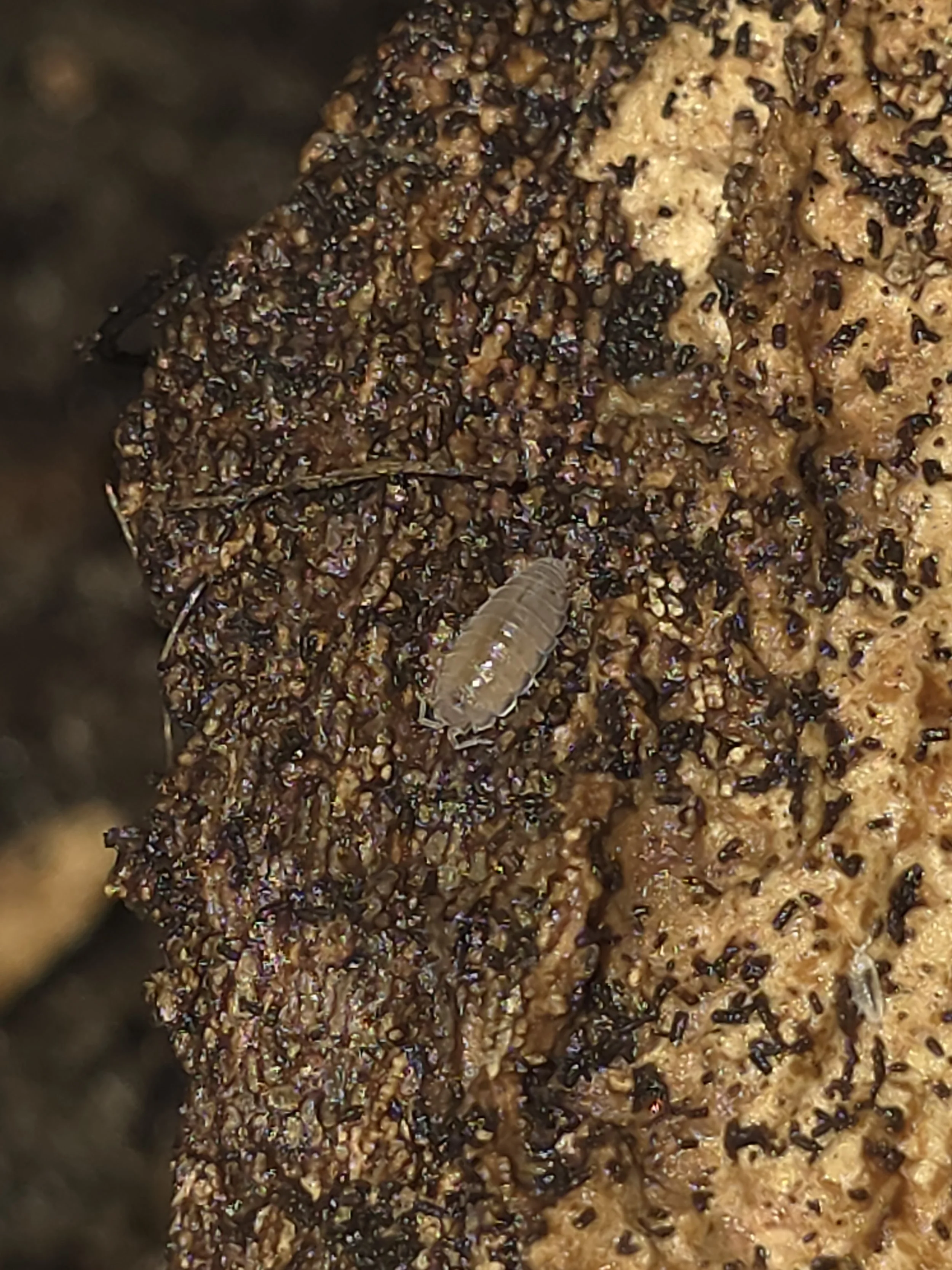 Trichoniscus Sp. Dwarf Purple