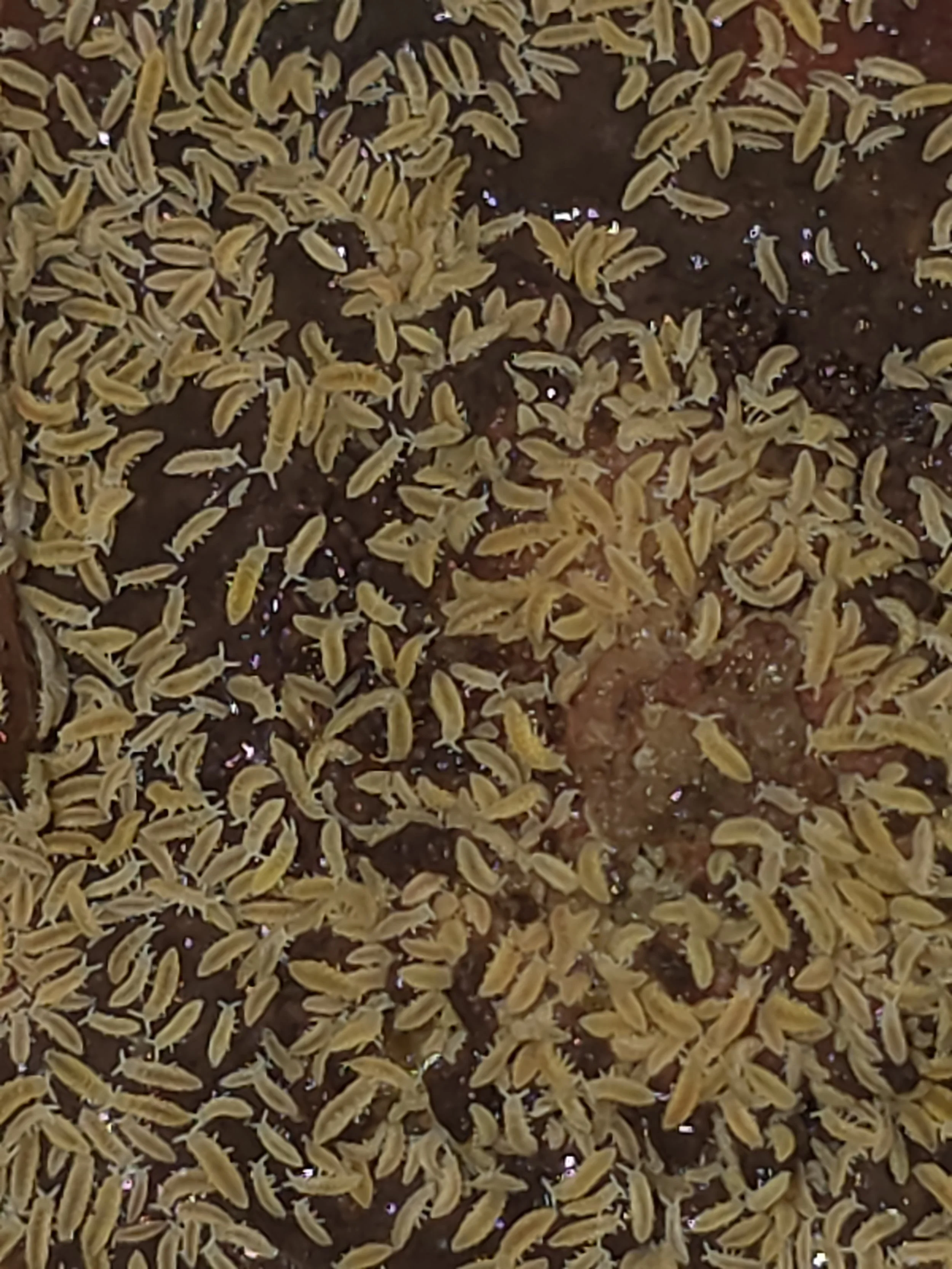 Ceratophysella Isabellae Yellow Albino