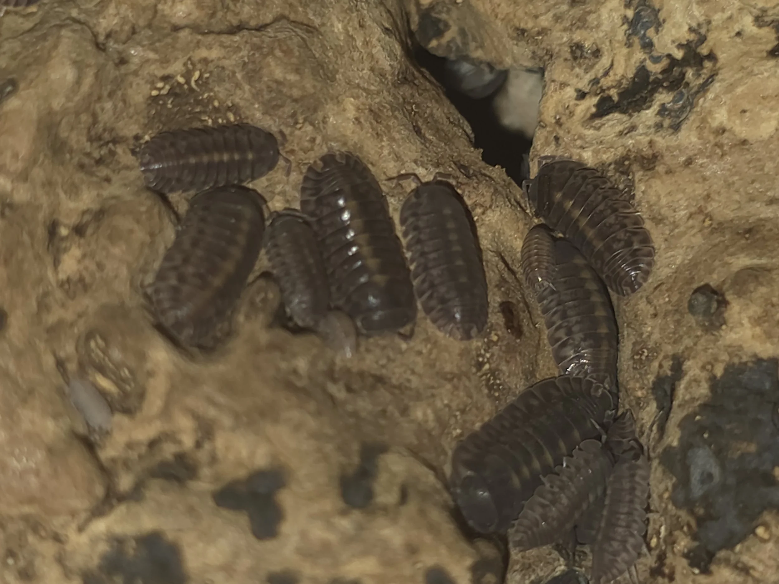 Cubaris Sp. Platin Tung Song
