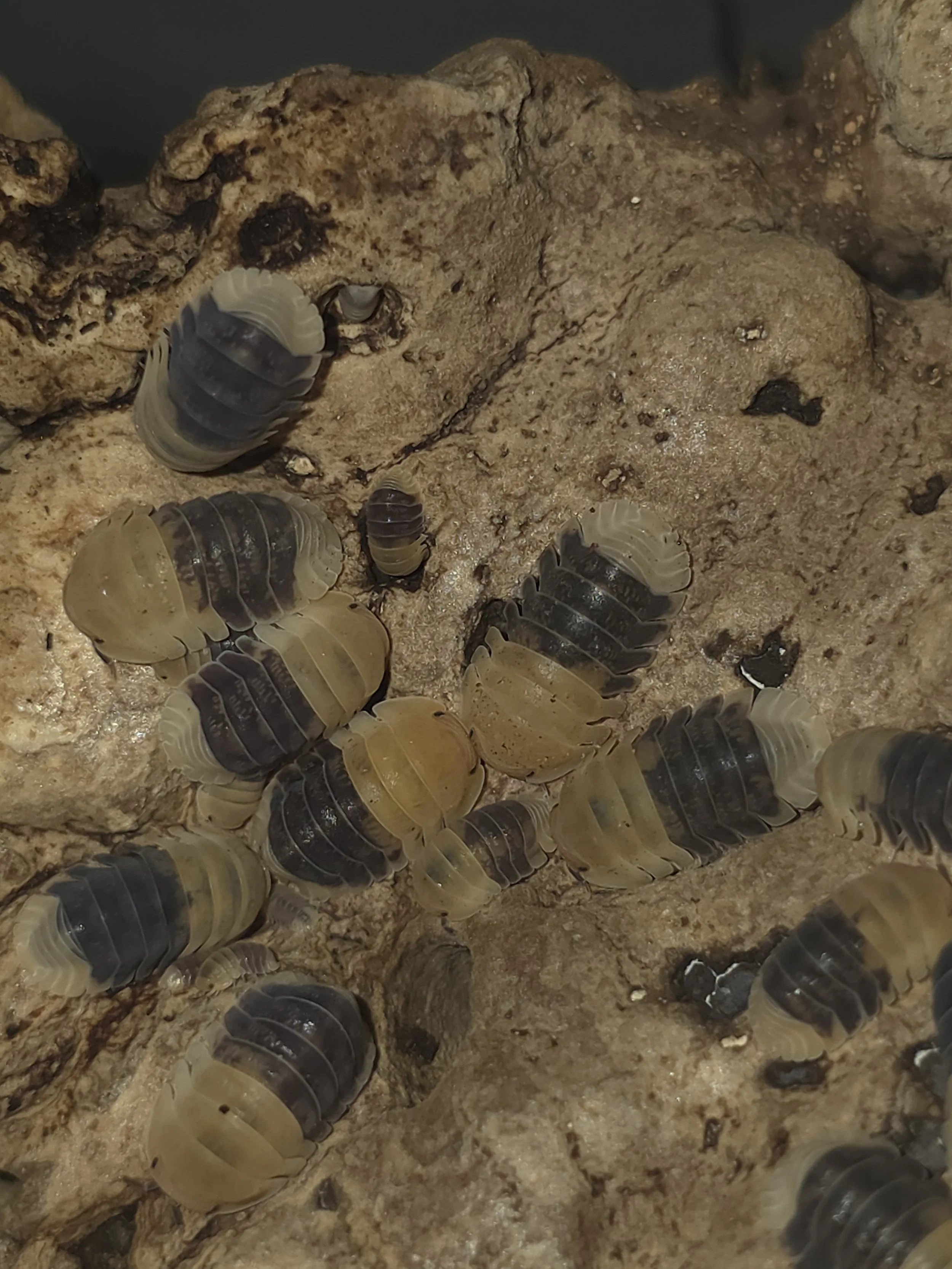 Rubber Bee 4.jpg