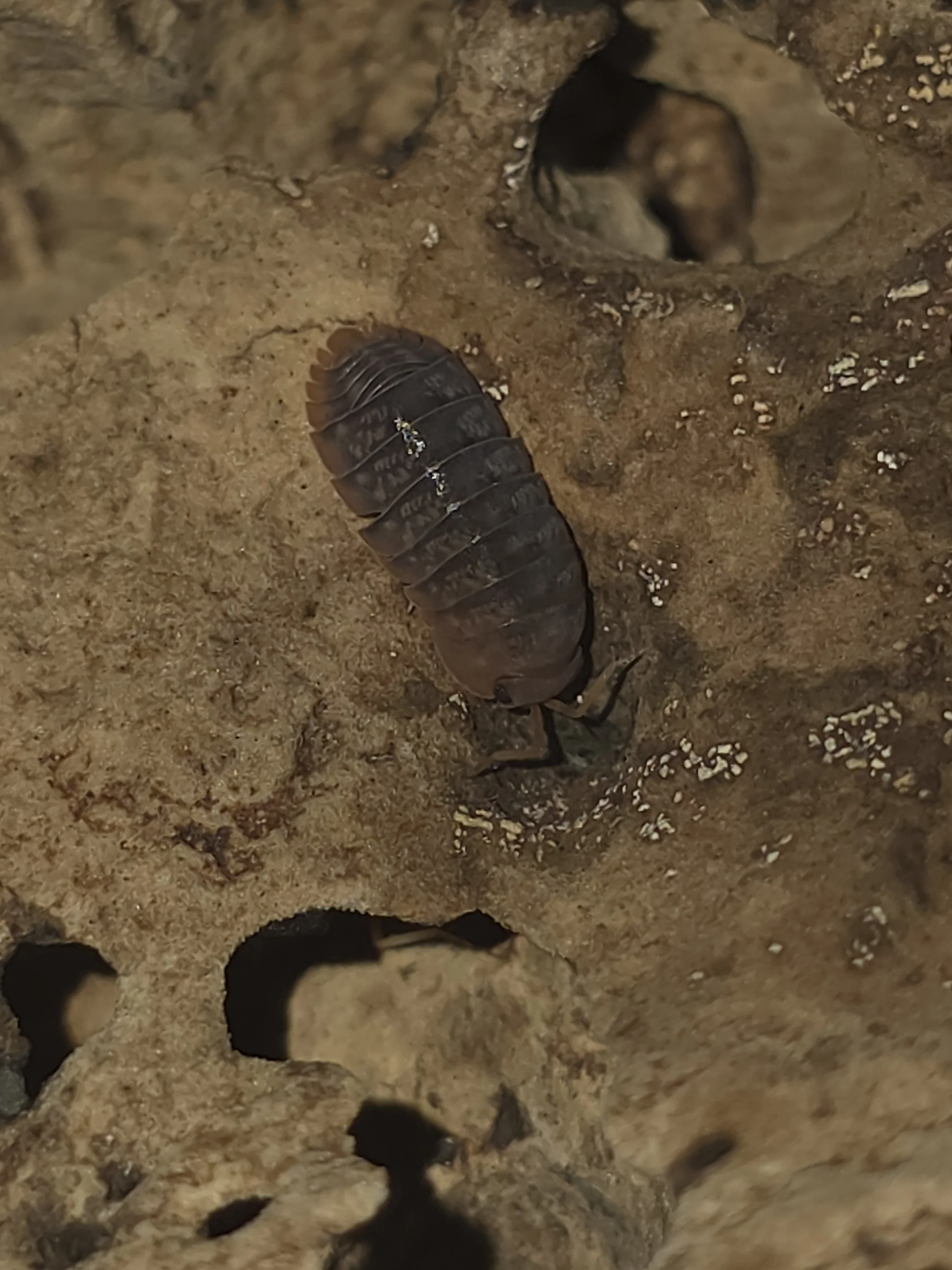 Sinodillo Sp. Vietnam