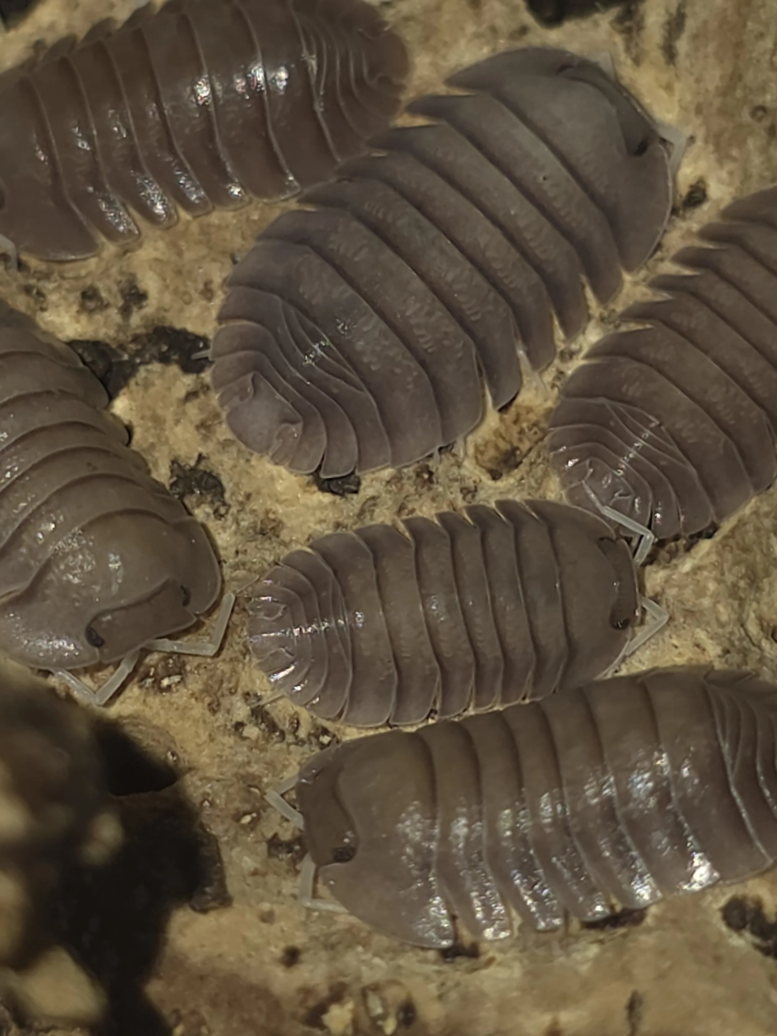 Soil 3.jpg