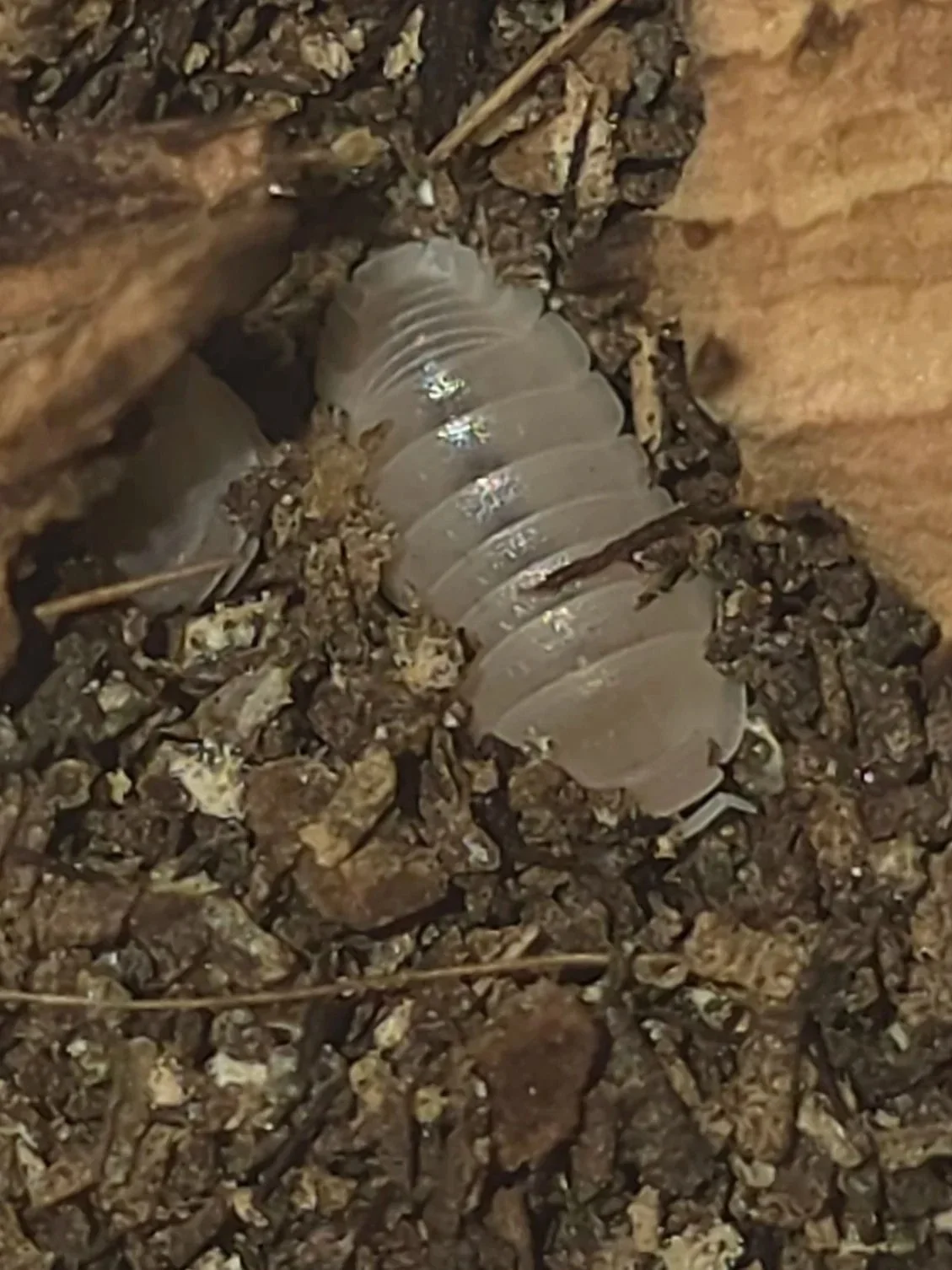 Cubaris Murina Papaya