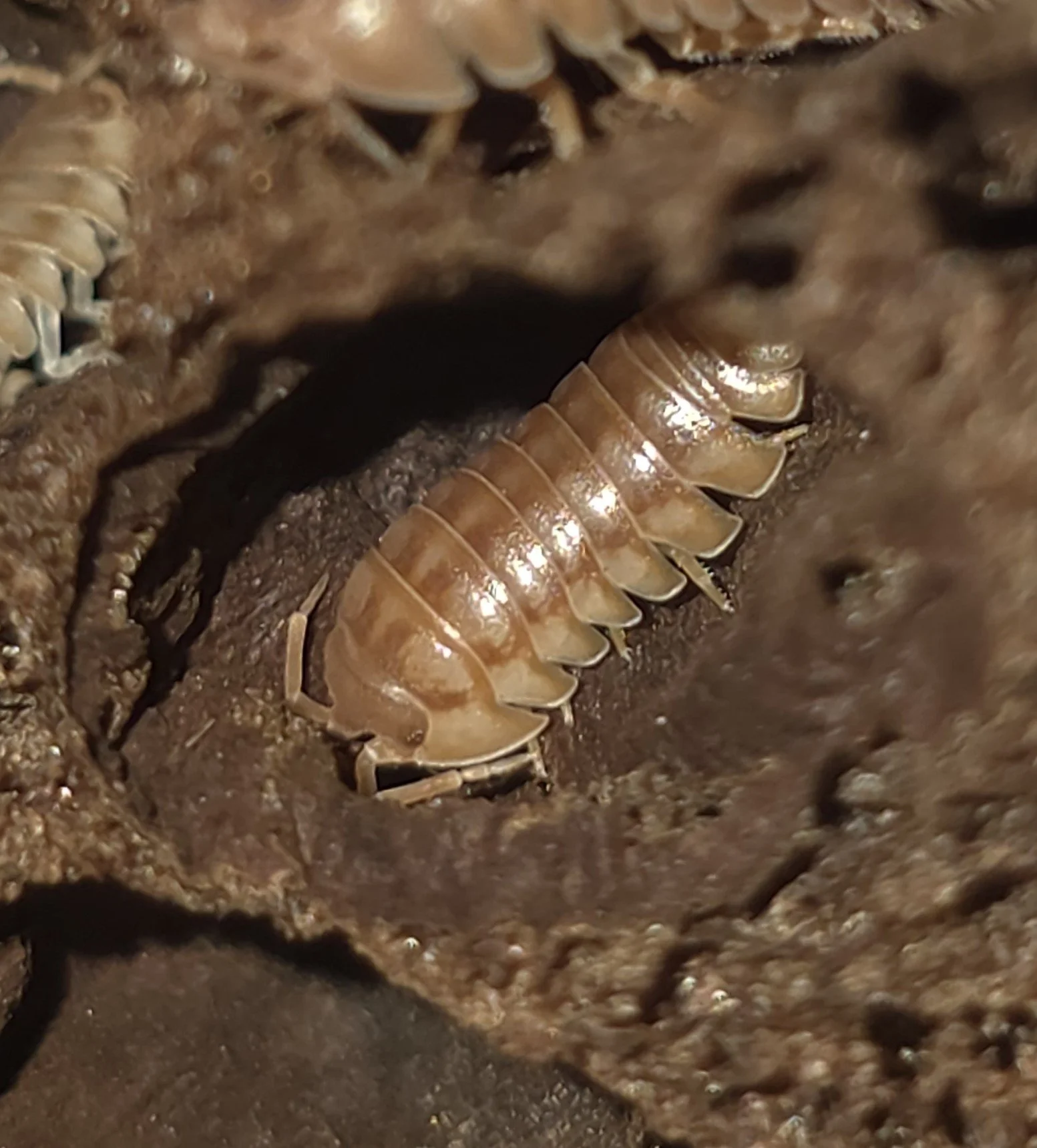 Armadillidium Nasatum Cumming
