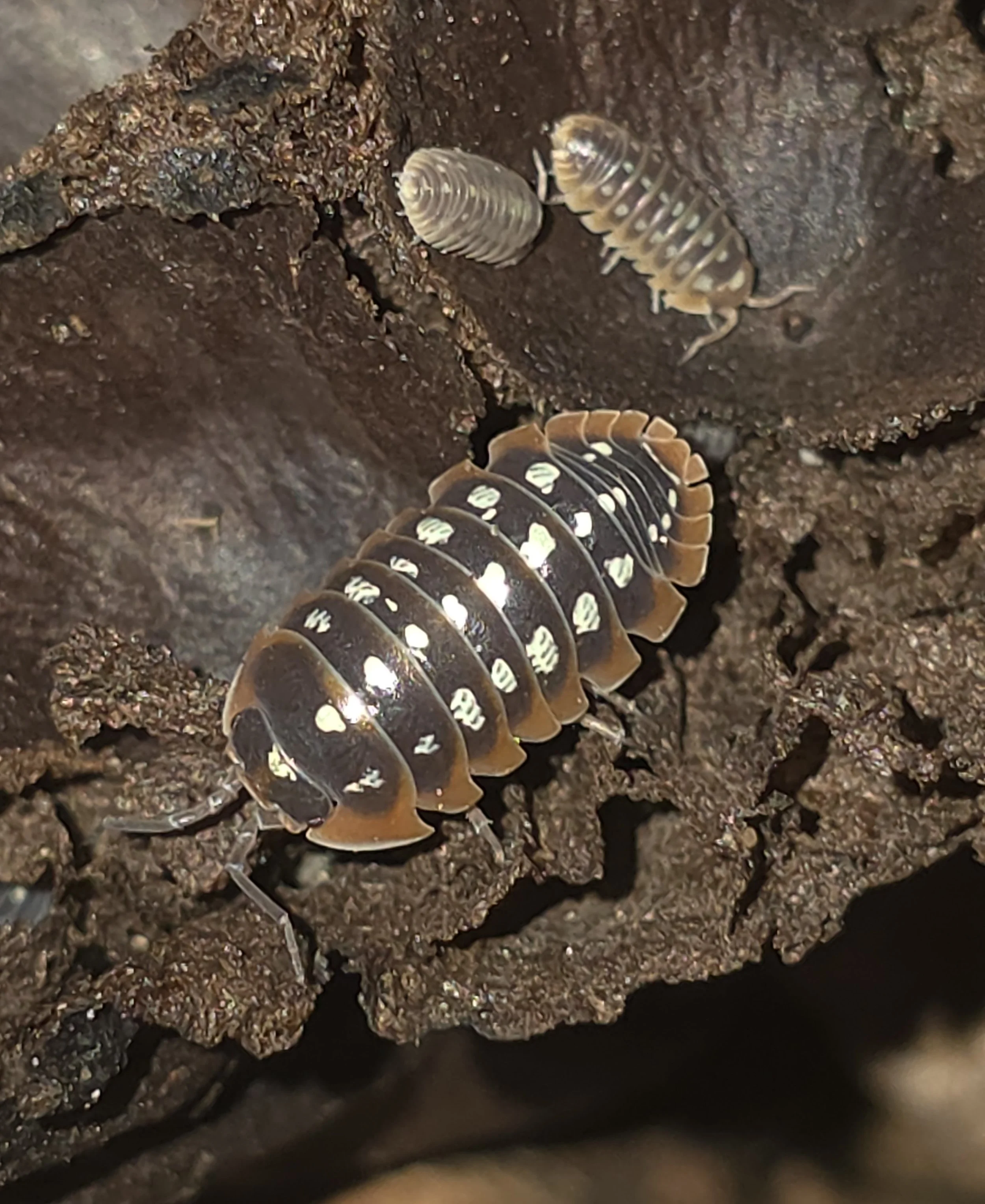 Armadillidium Klugii Montenegro Clowns