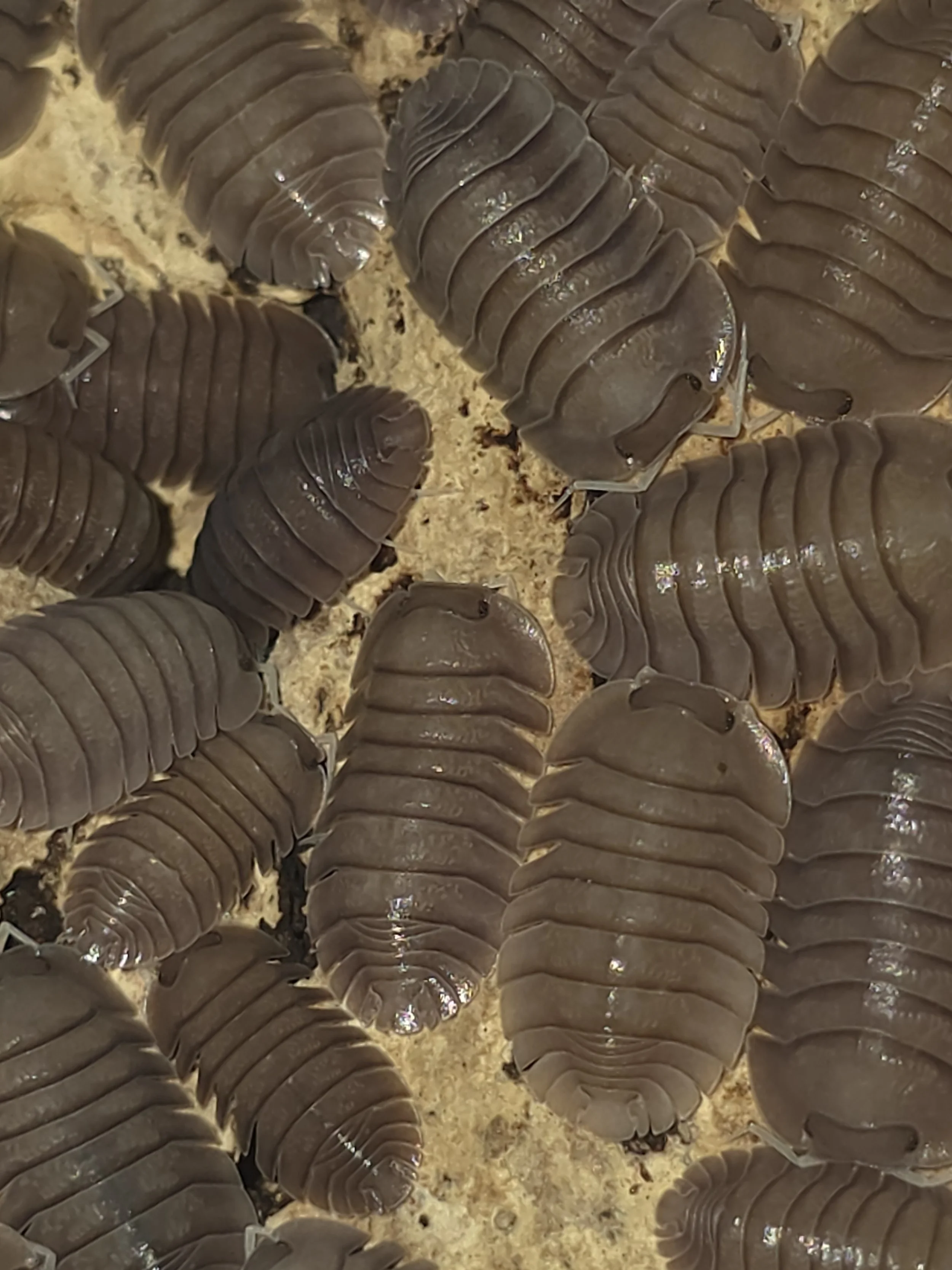 Troglodillio Sp. Soil