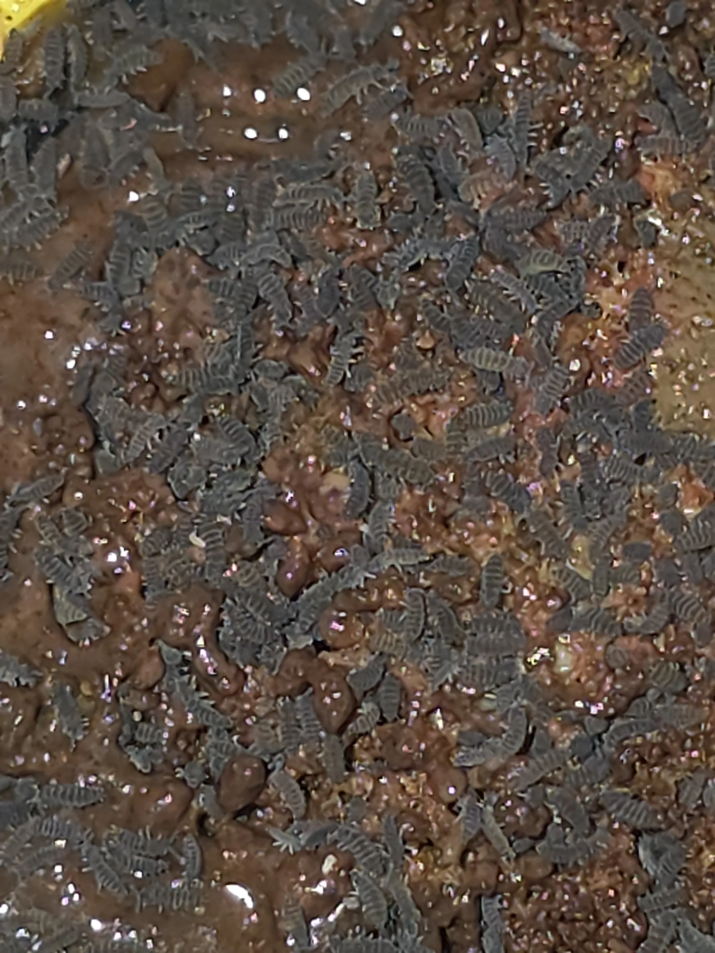 Lilac Springtails 2.jpg