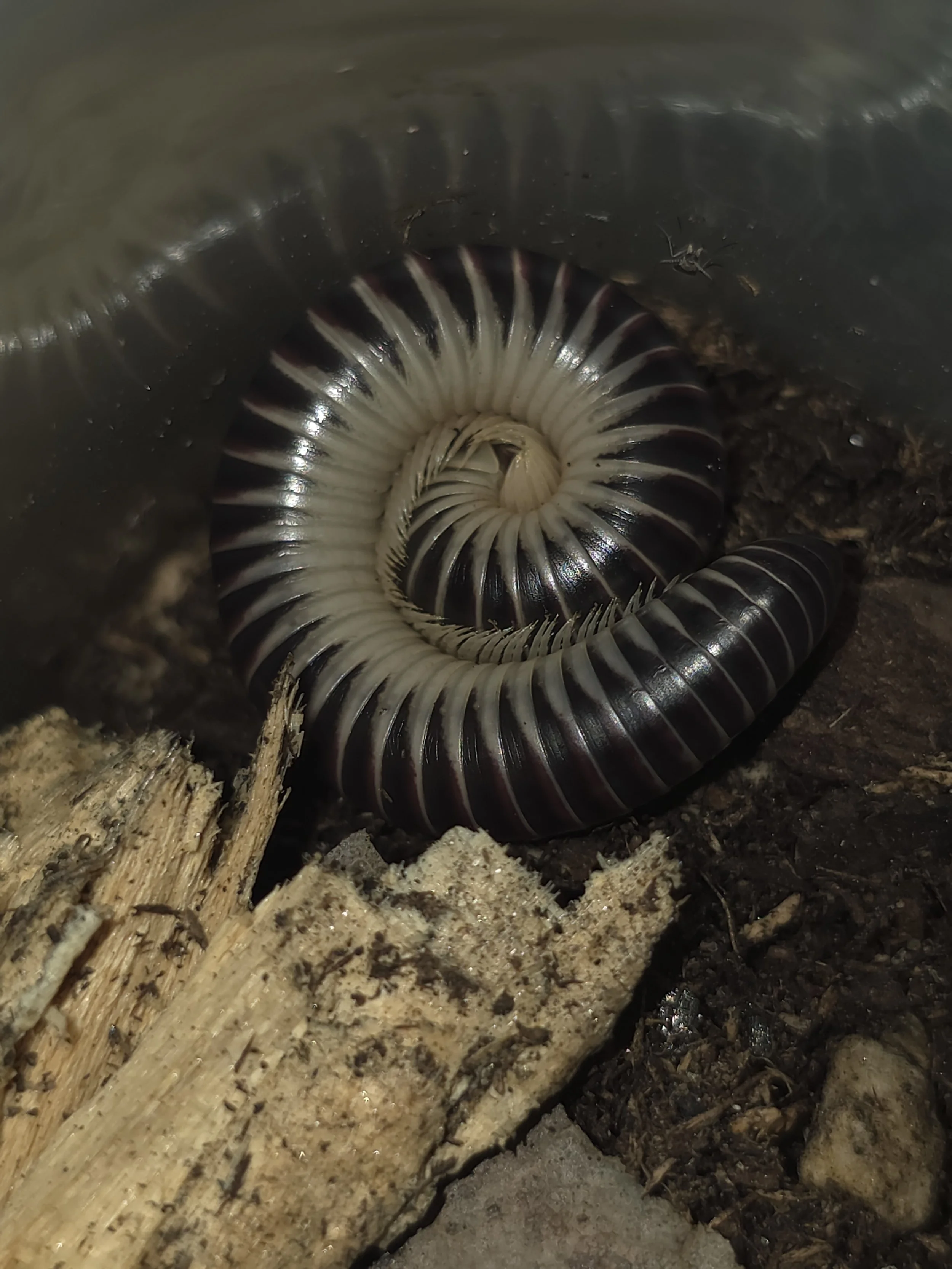 Chicobolus Spinigerus Ivory