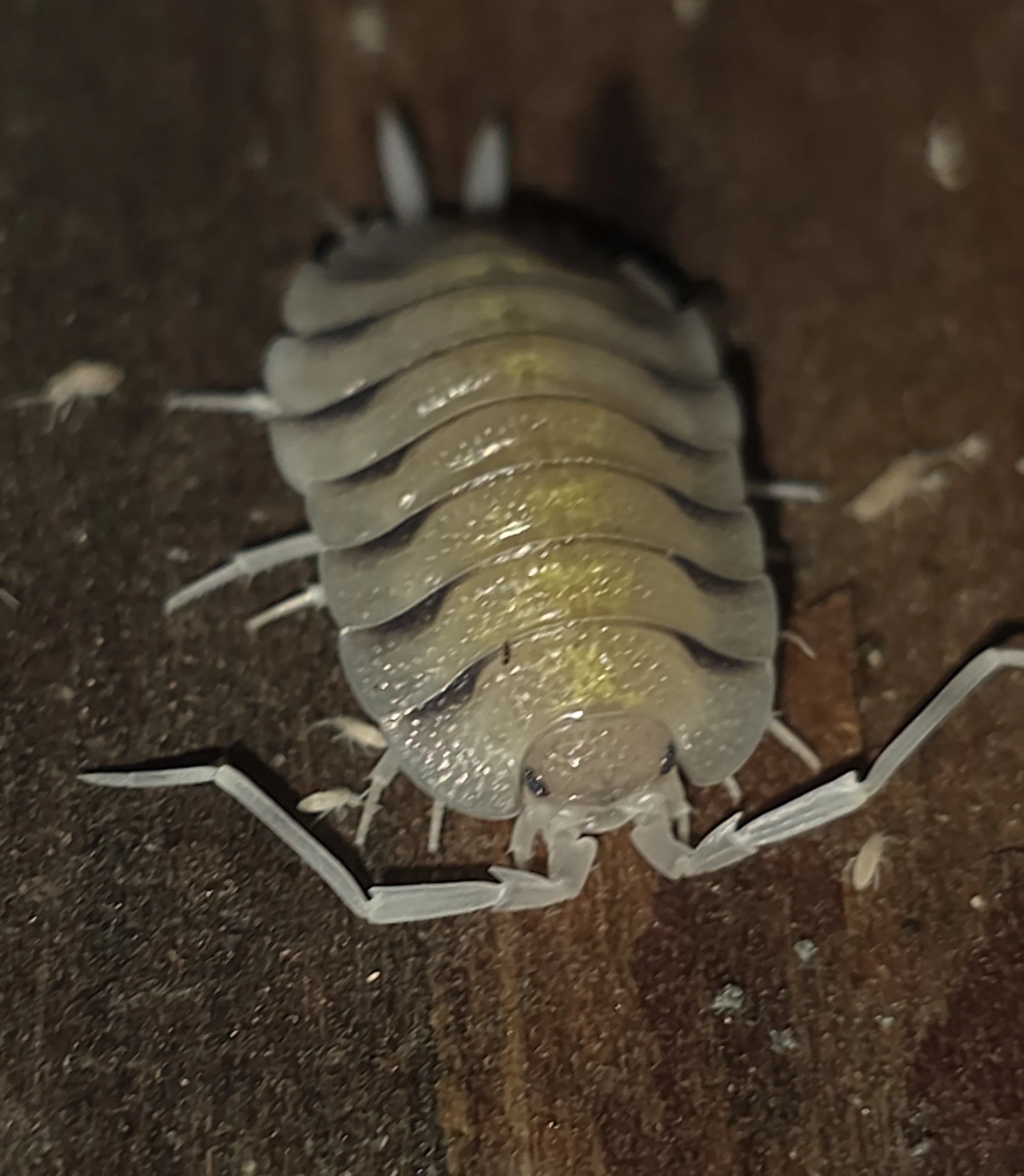Porcellio Bolivari