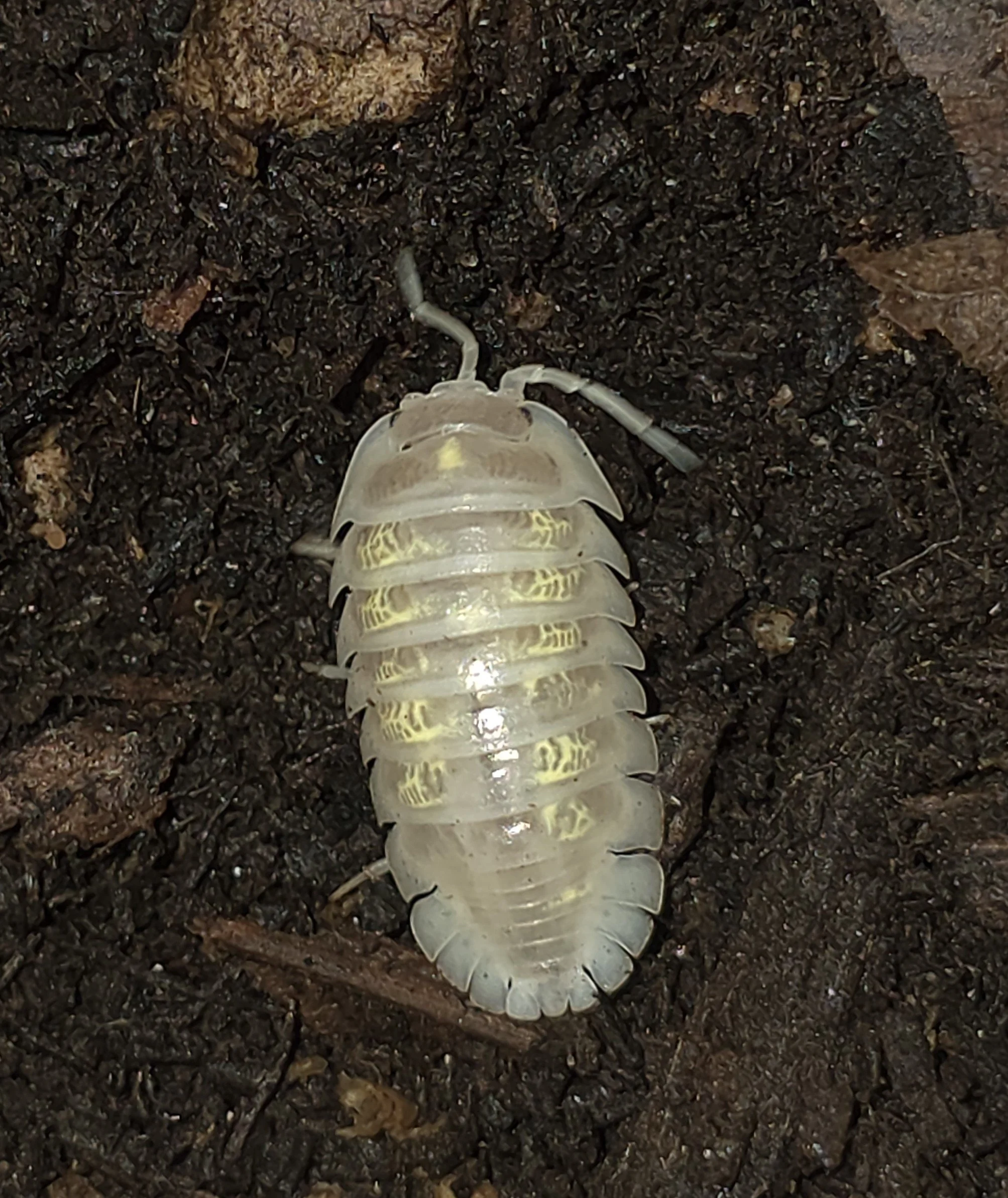 Armadillidium Depressum Magic Potion