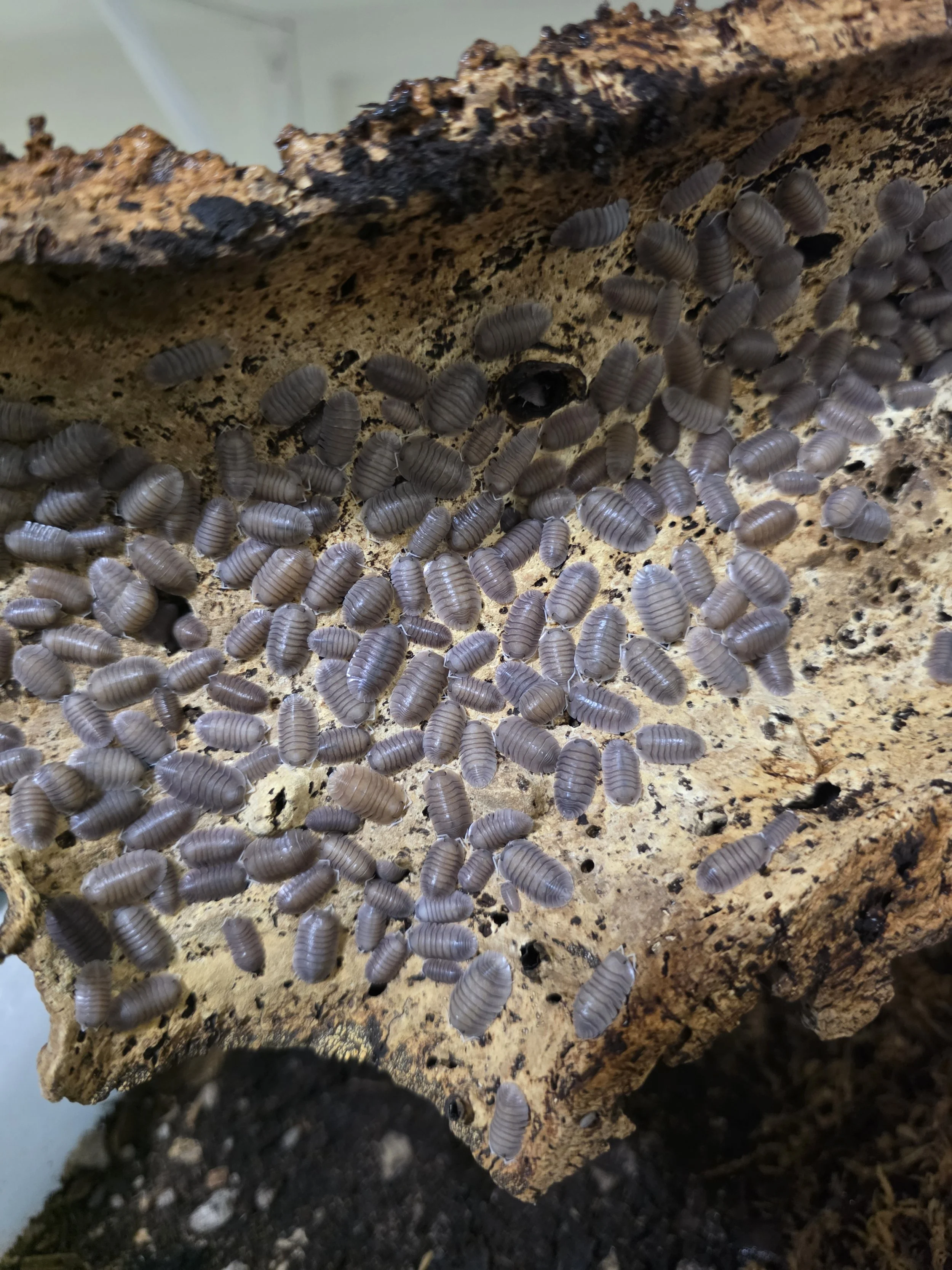 soil.jpg