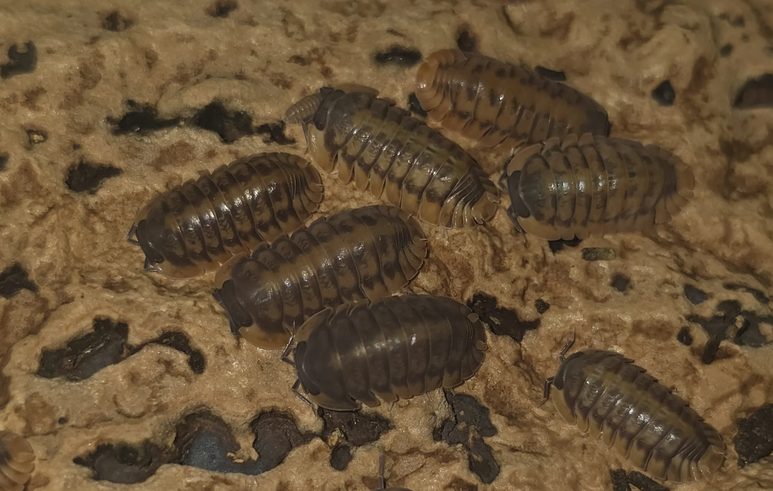 Cubaris Sp. Red Tigers