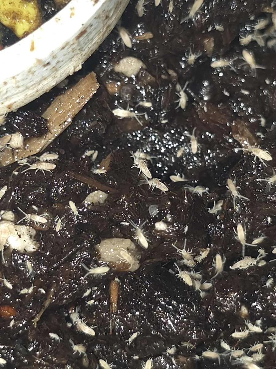 Psuedosinella Violenta Bylas Ants