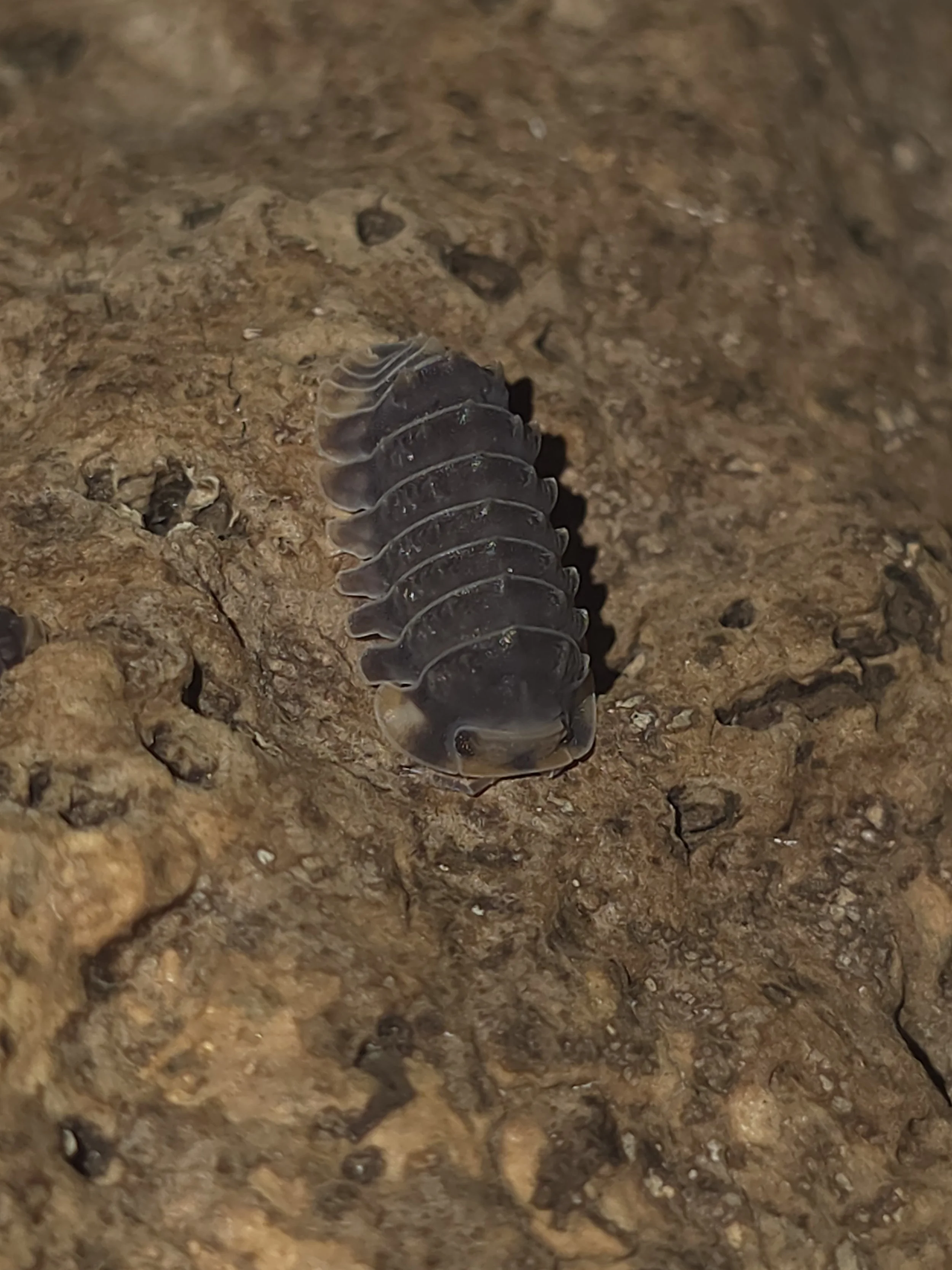 Cubaris Sp. Shiny Gator