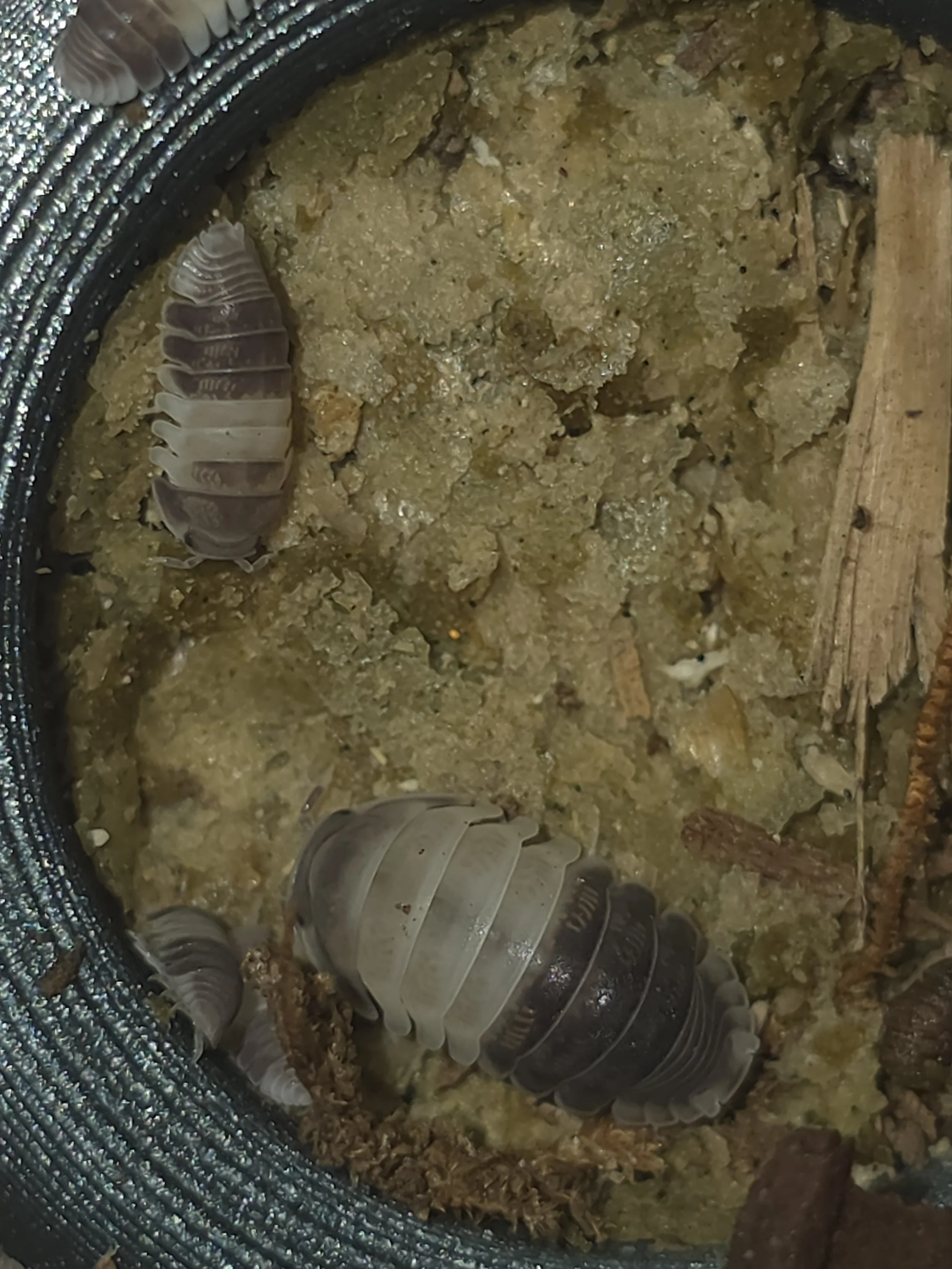 Cubaris Sp. Panda King
