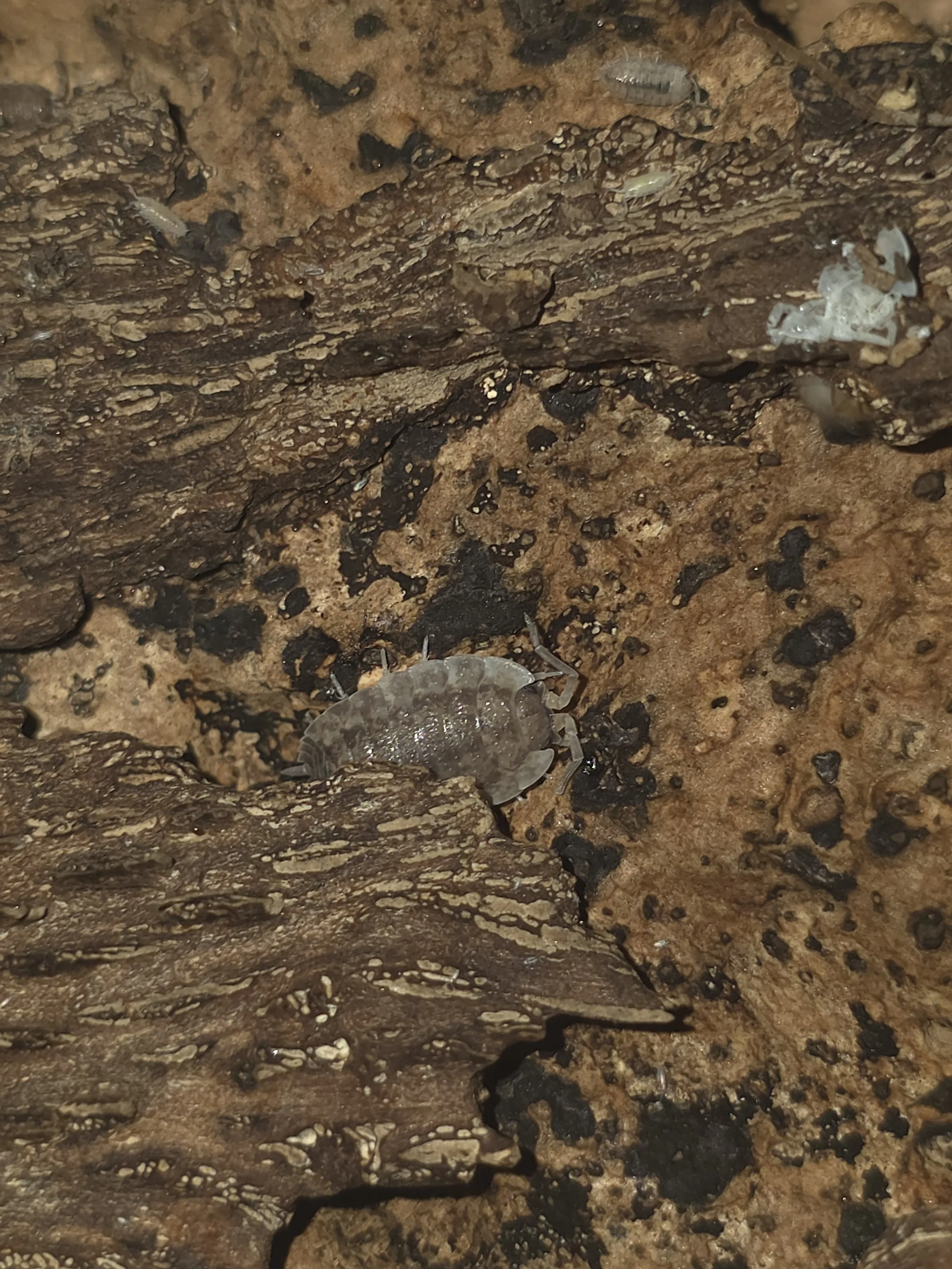Porcellio Scaber Squalicum Medley