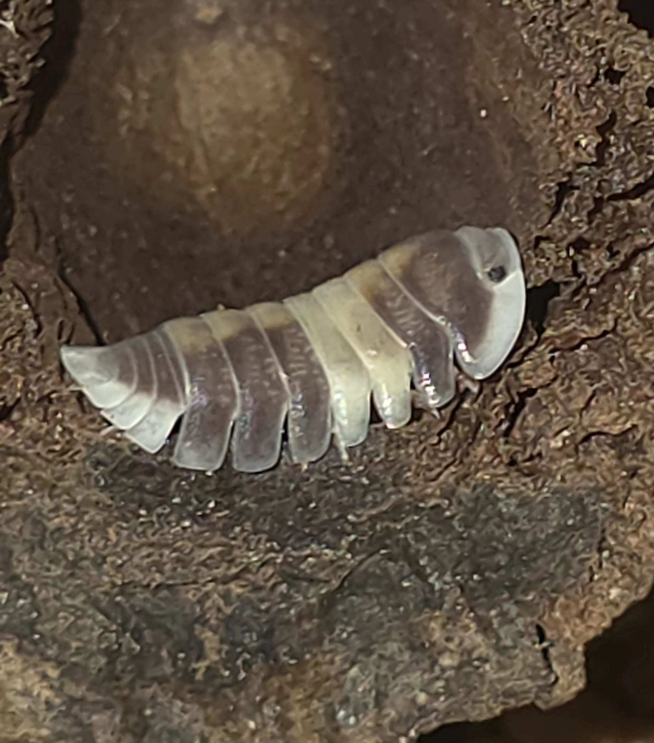 Cubaris Sp. Cappaccino