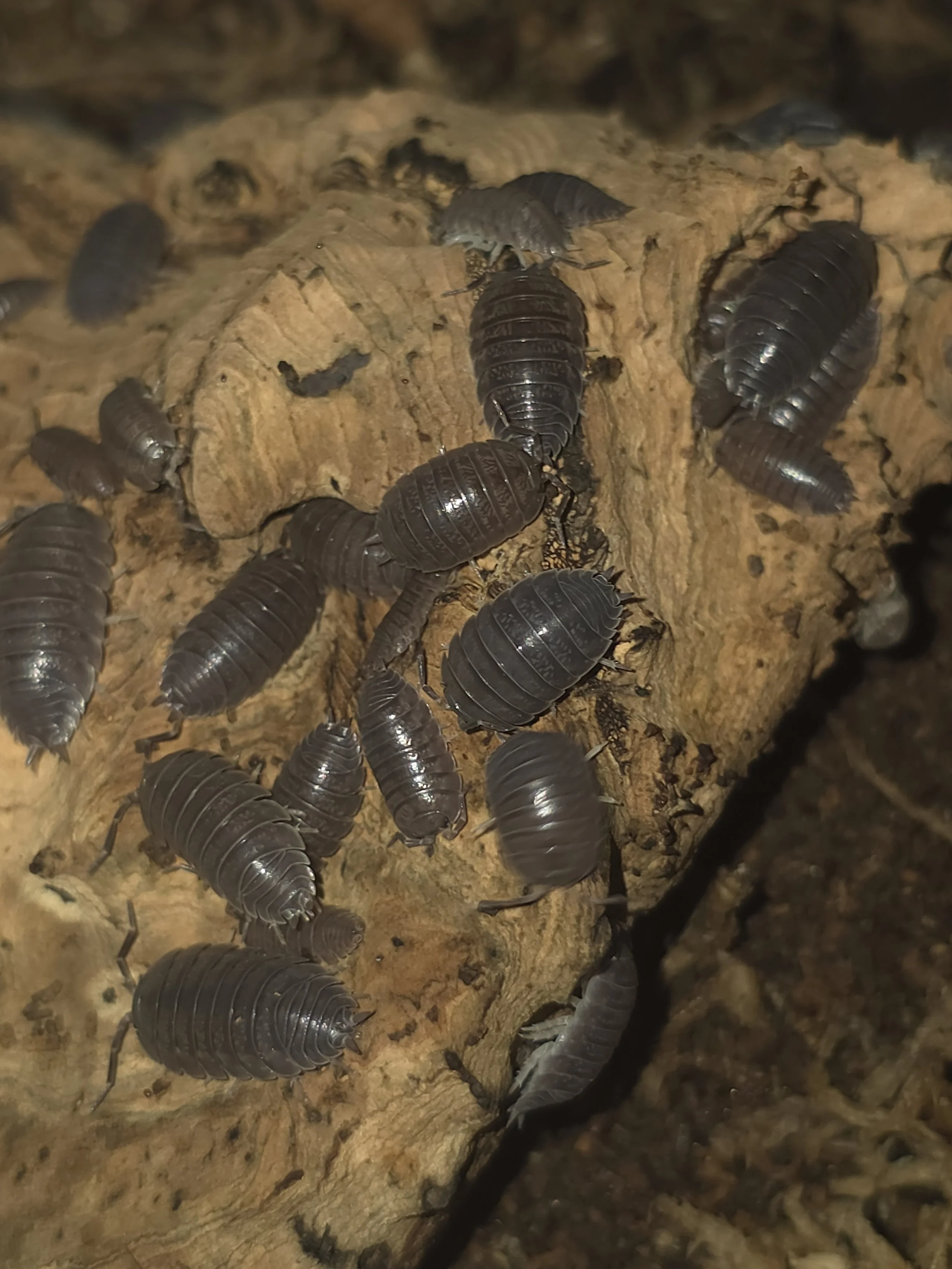 Porcellio Leavis Big Pine Key