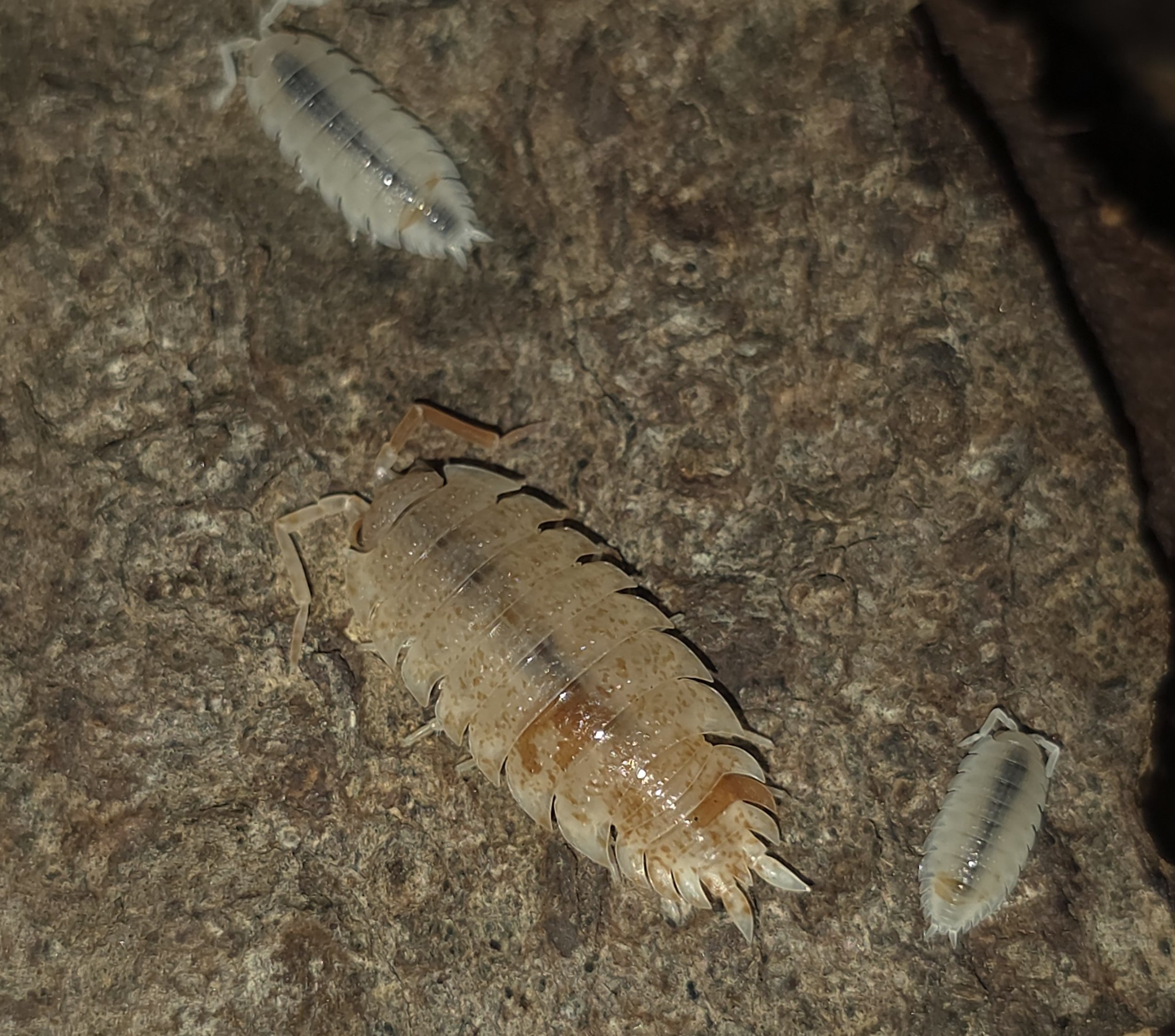 Porcellio Scaber Orange Dalmation
