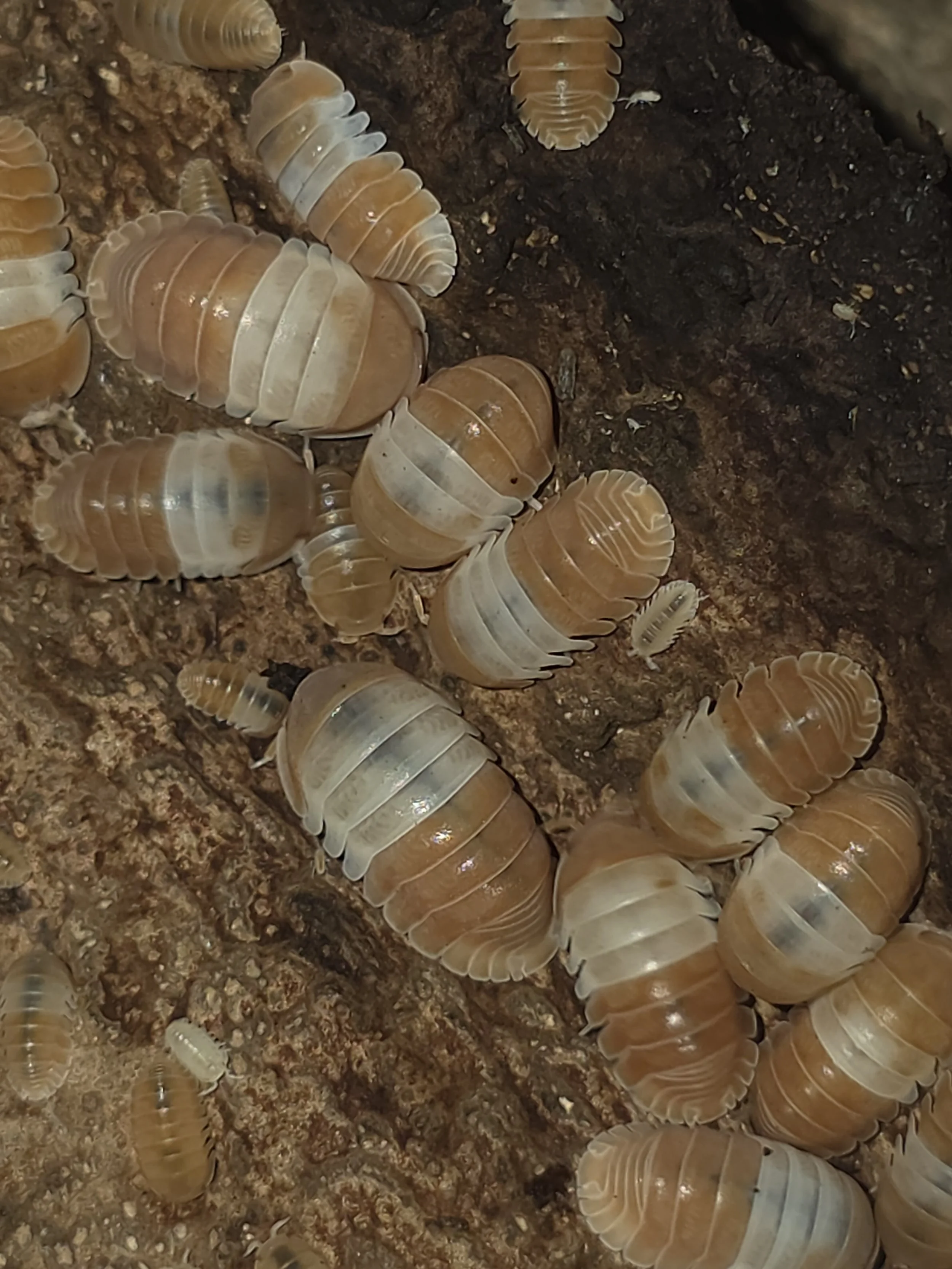 Close-up of numerous isopods, small crustaceans, crawling on a rough, brown surface, possibly soil or decaying organic matter.
