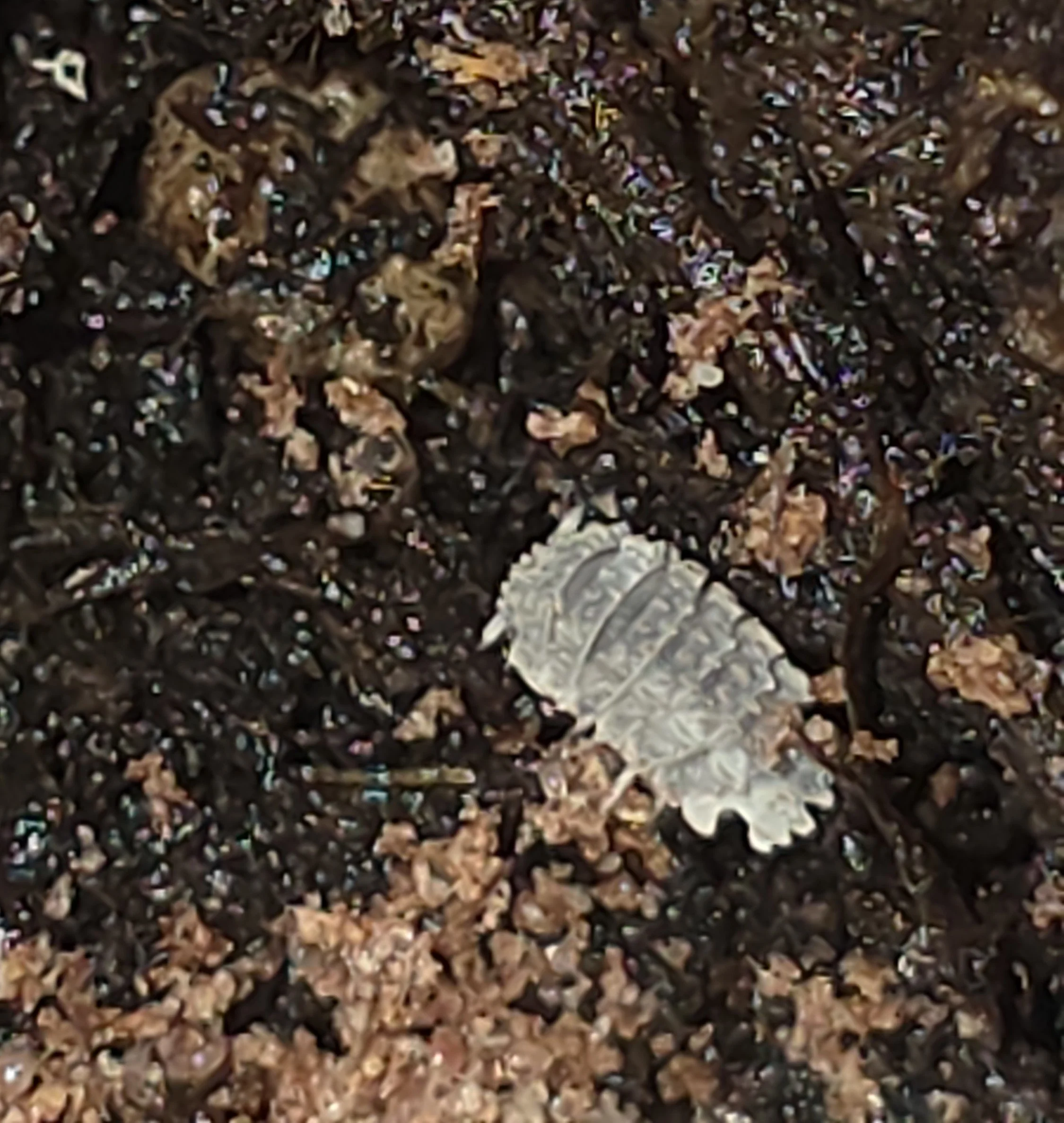 Reductoniscus Tuberculatus Frosty Gator