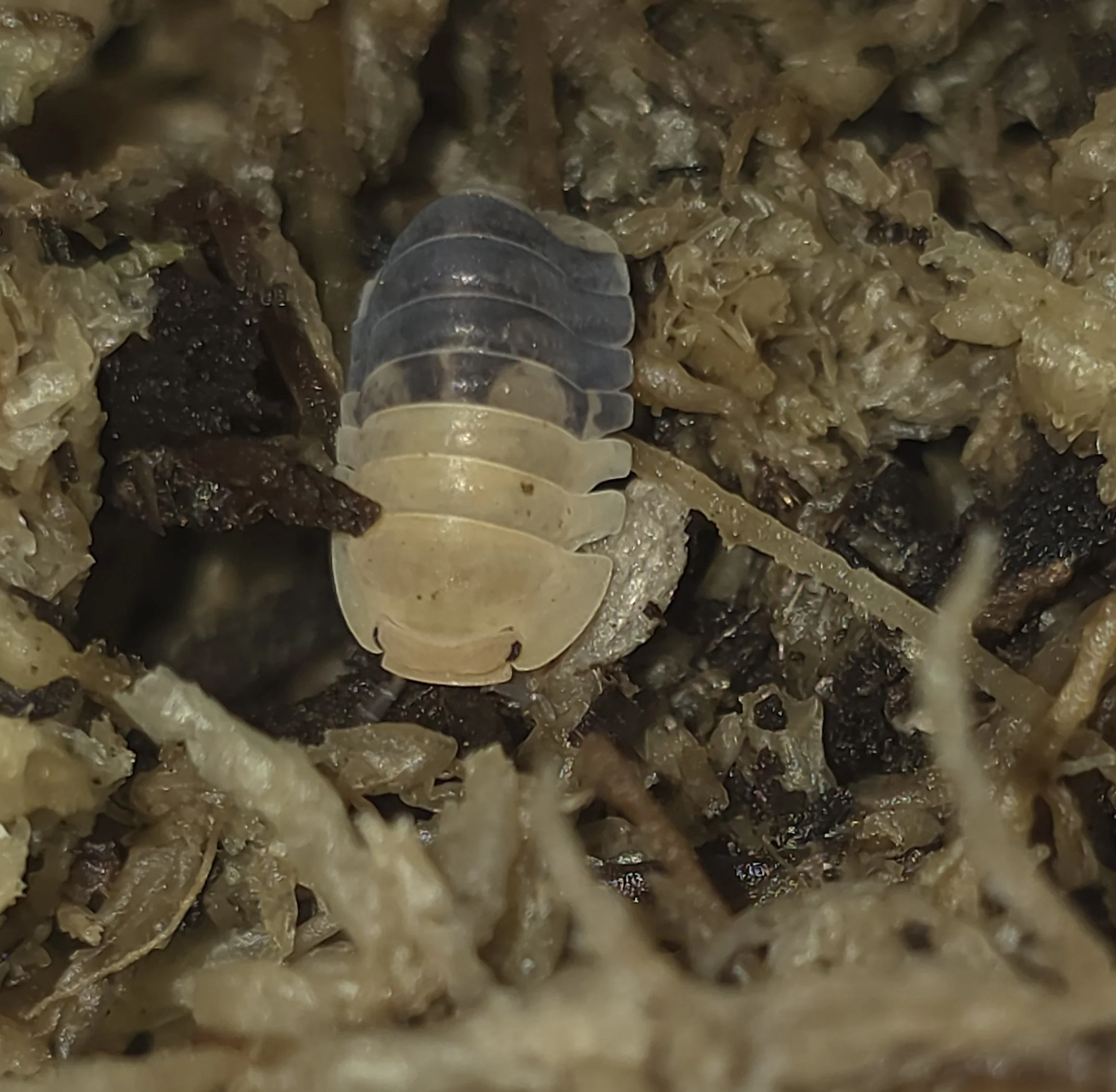 Cubaris Sp. Rubber Bee