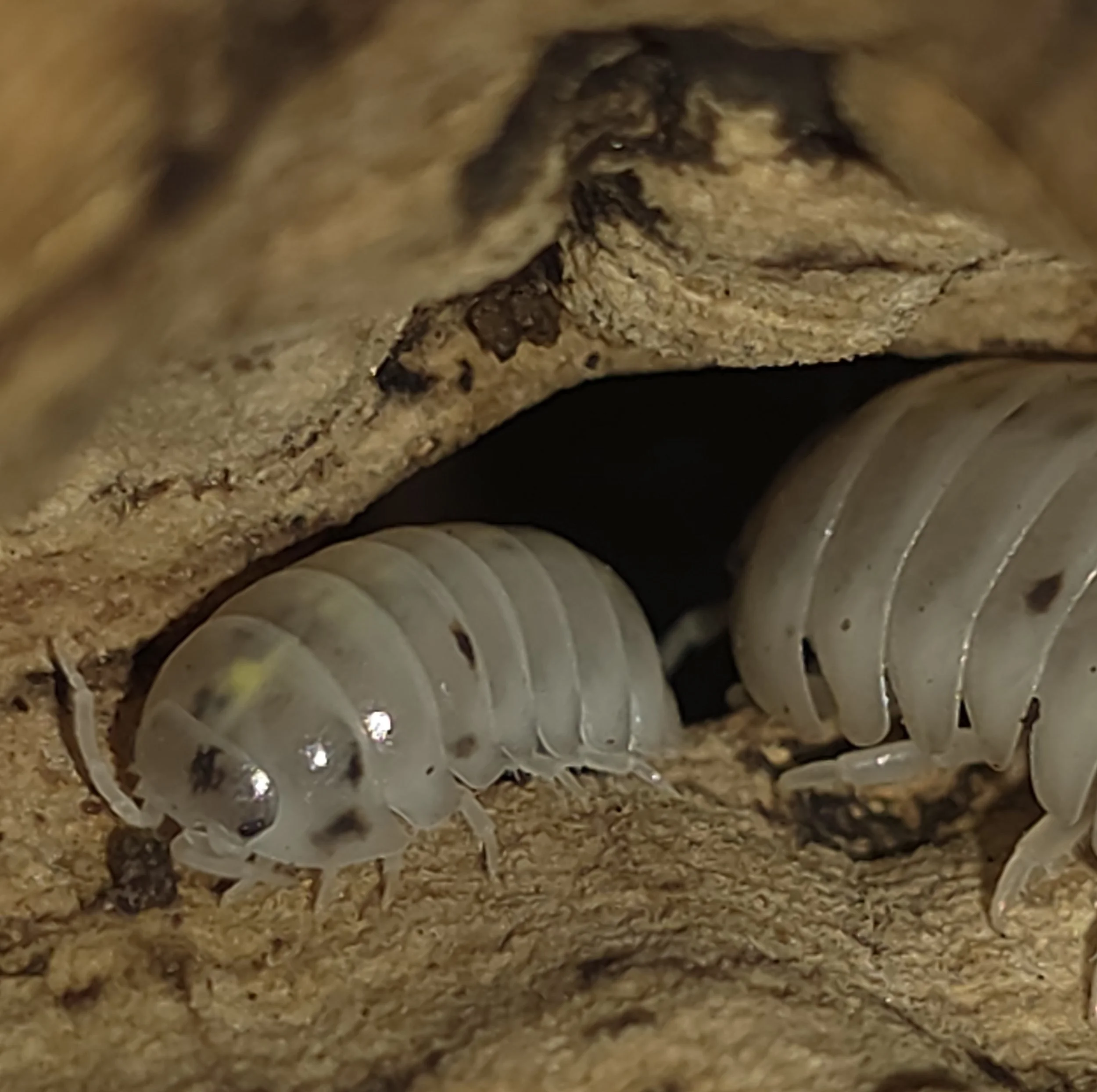 Armadillidium Vulgare Magic Potion