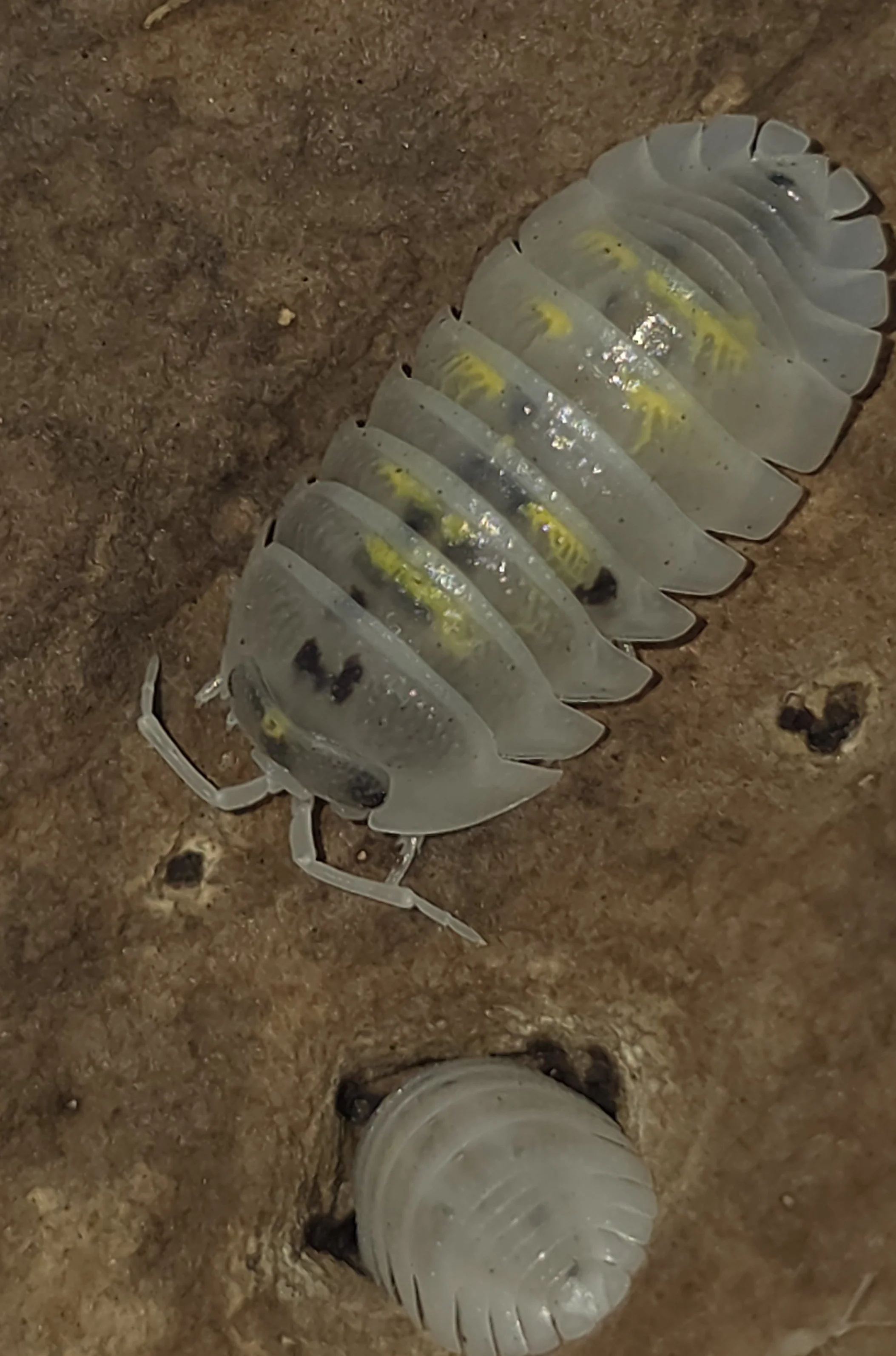 Granulatum PO 1.jpg