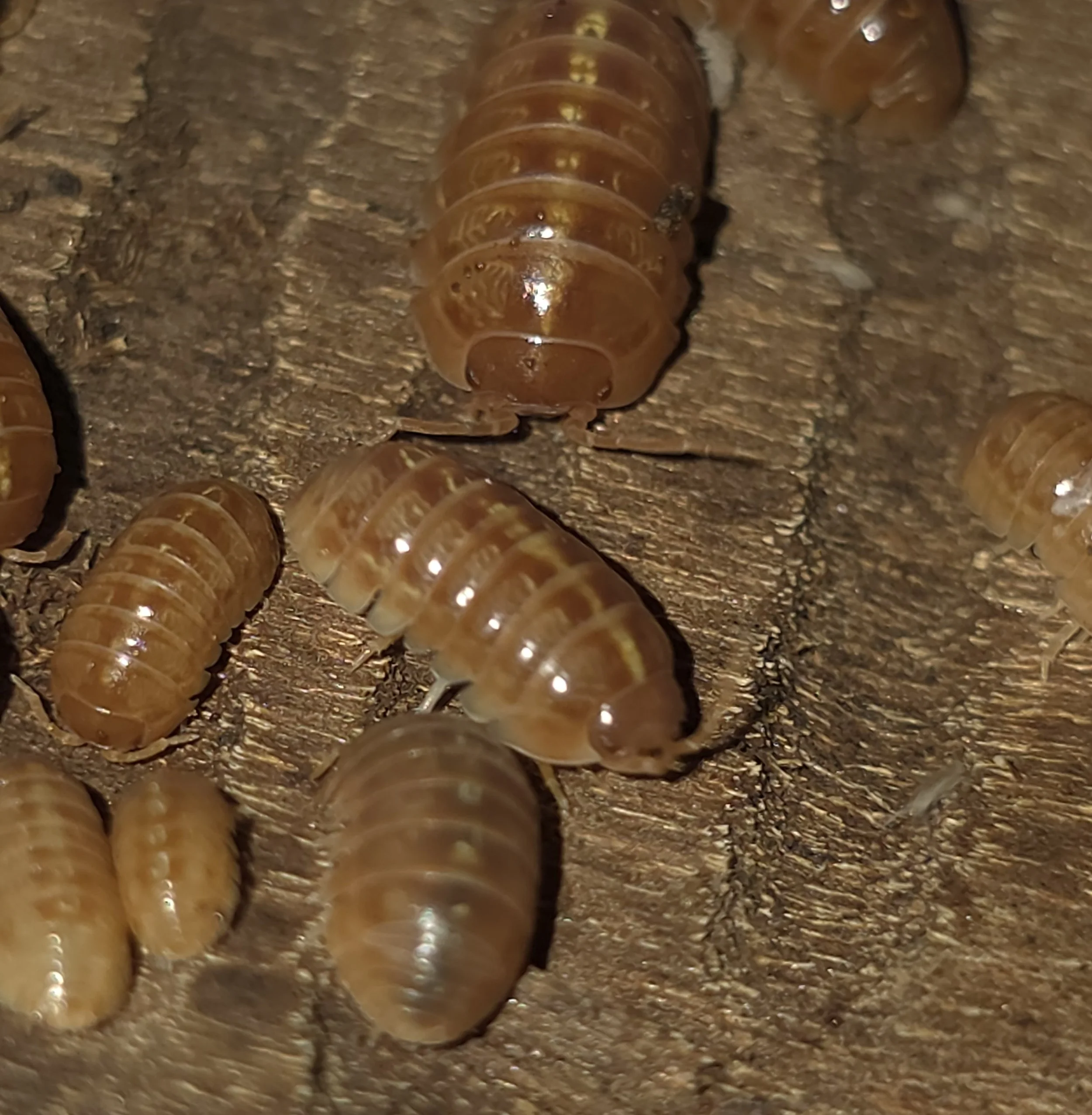 Armadillidium Vulgare Tangerine