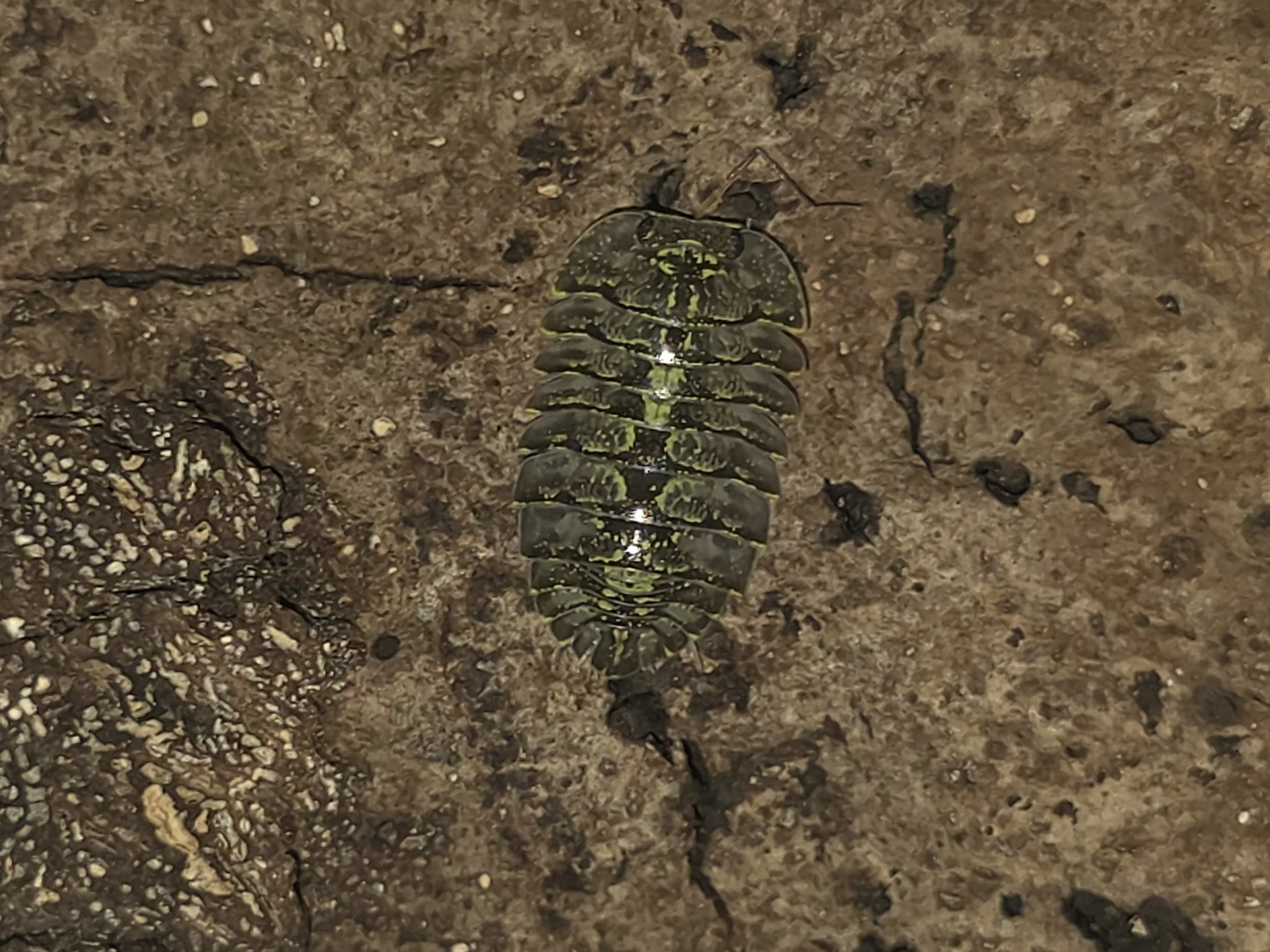 Troglodillio Sp. Green Spot