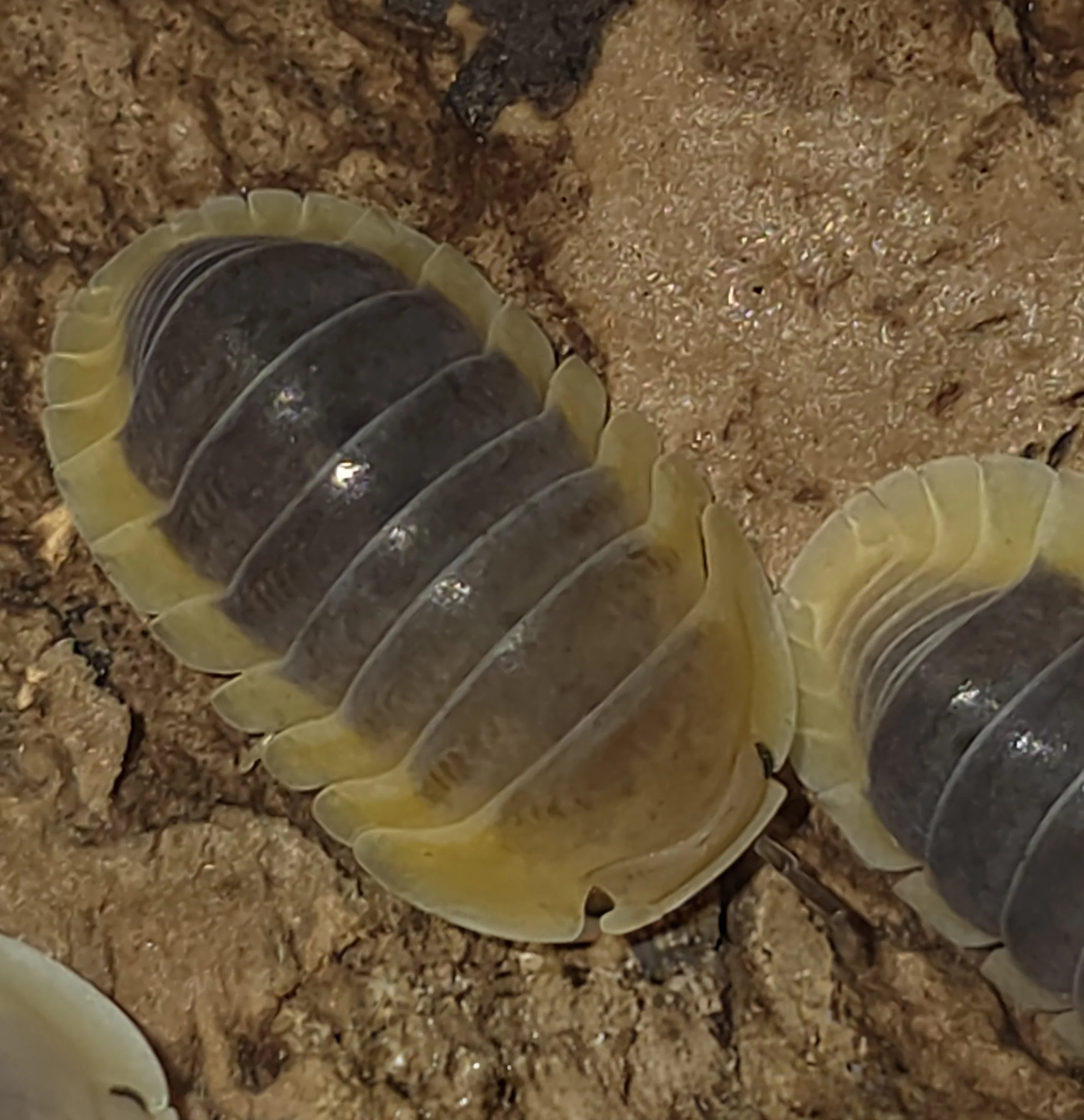 Cubaris Sp. Lemon Blue