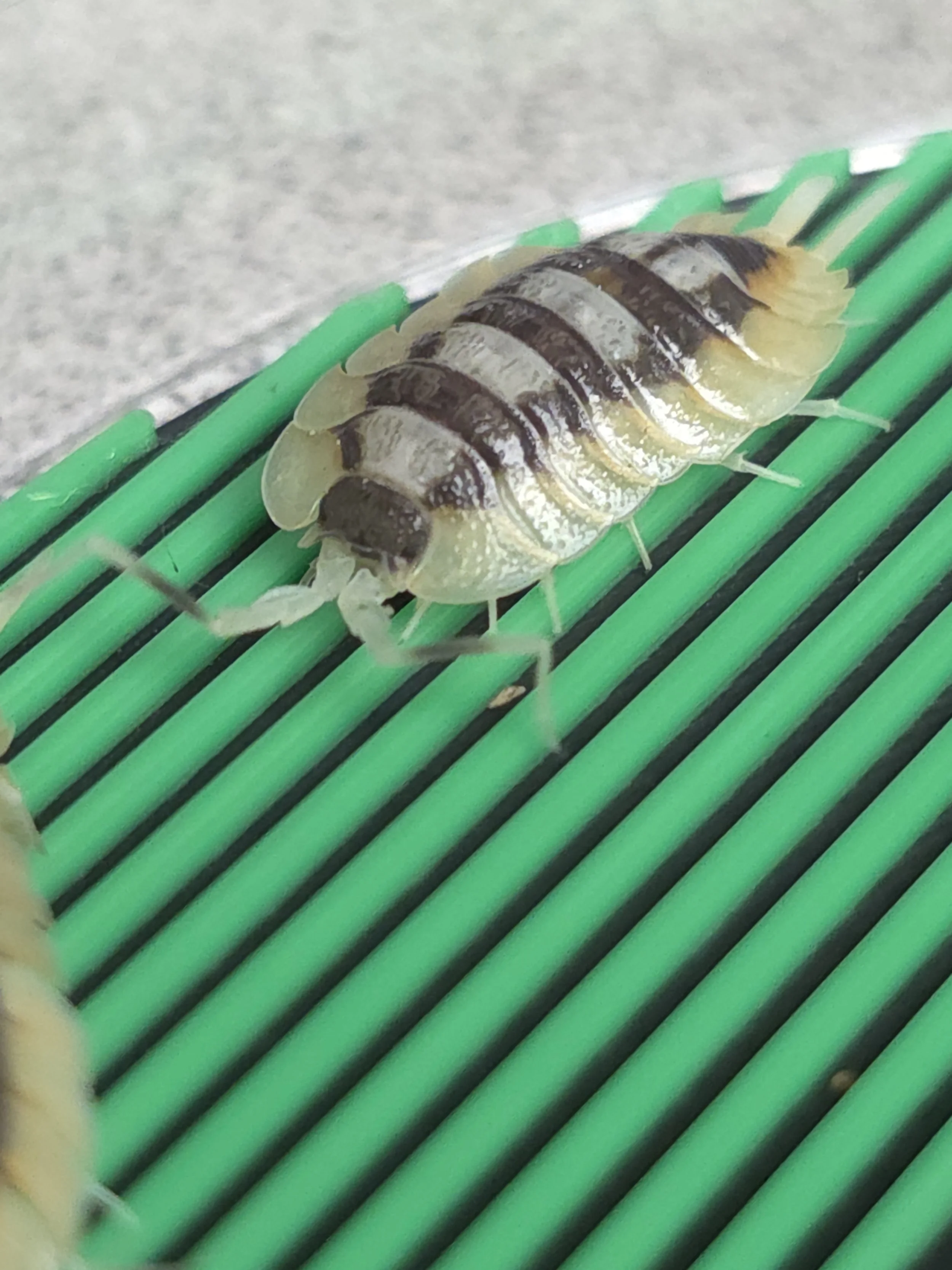 Porcellio Expansus Orange