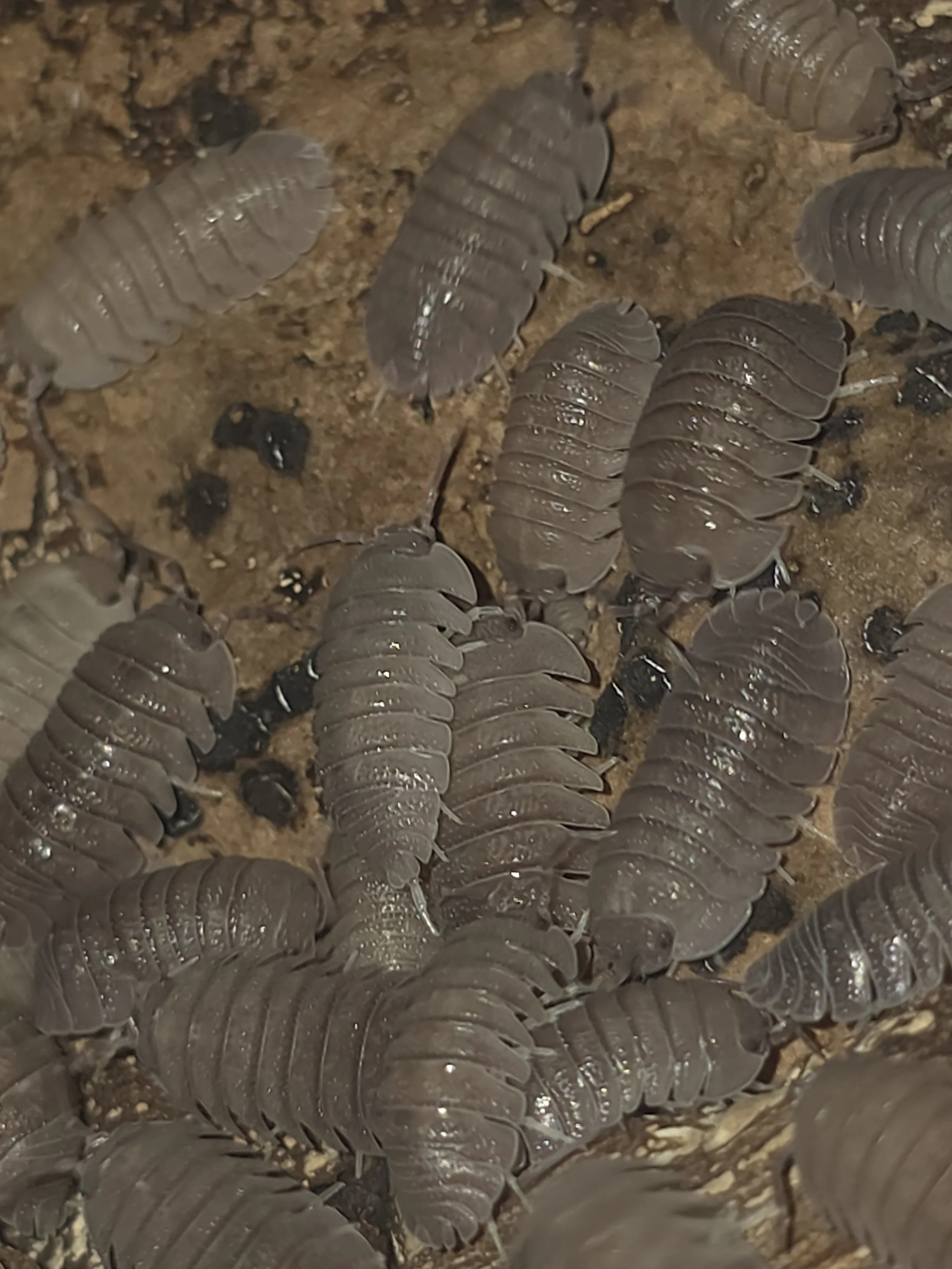 Armadillidium Scaberrimum Sandstone